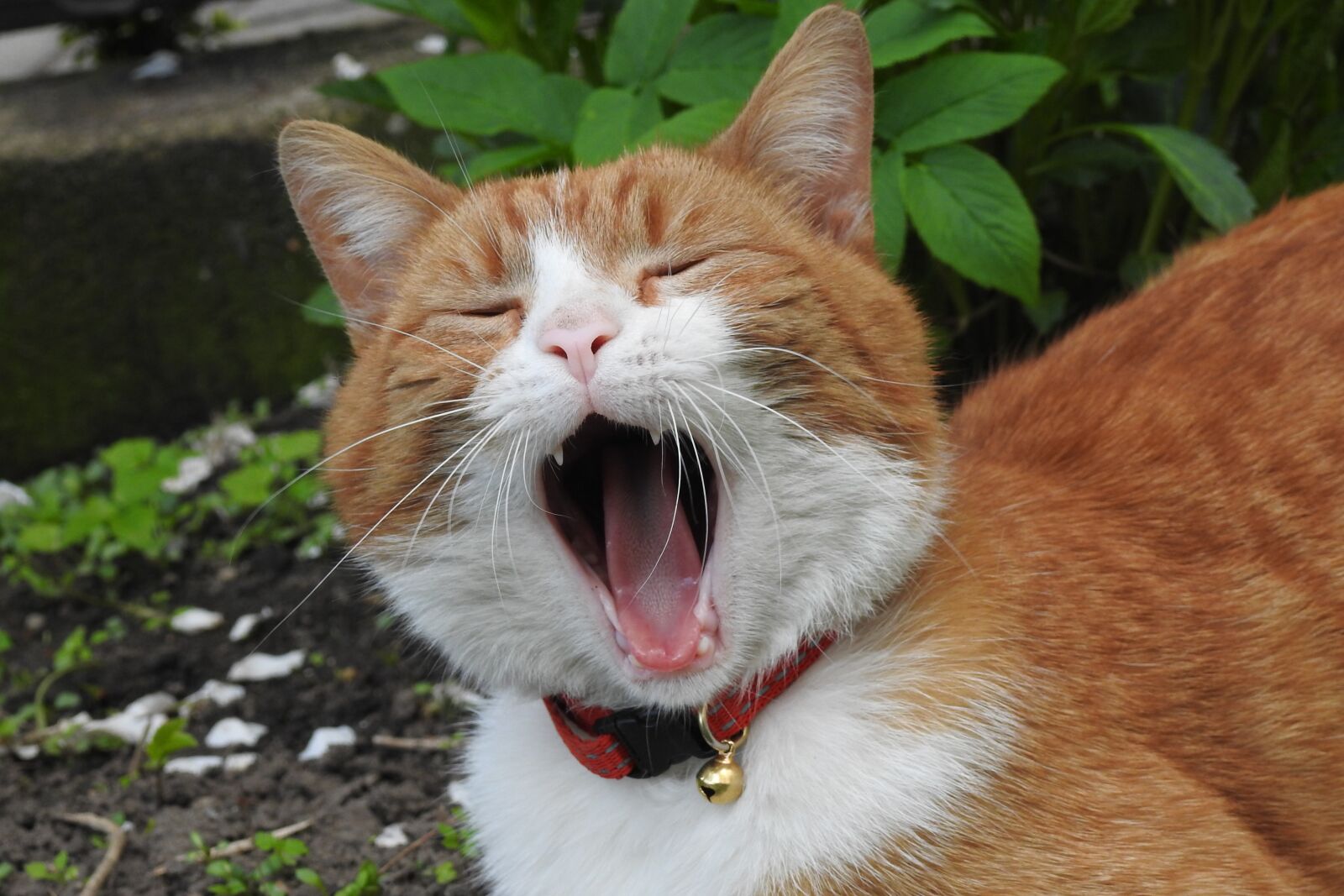 Nikon Coolpix P900 sample photo. Animals, cat, charming photography
