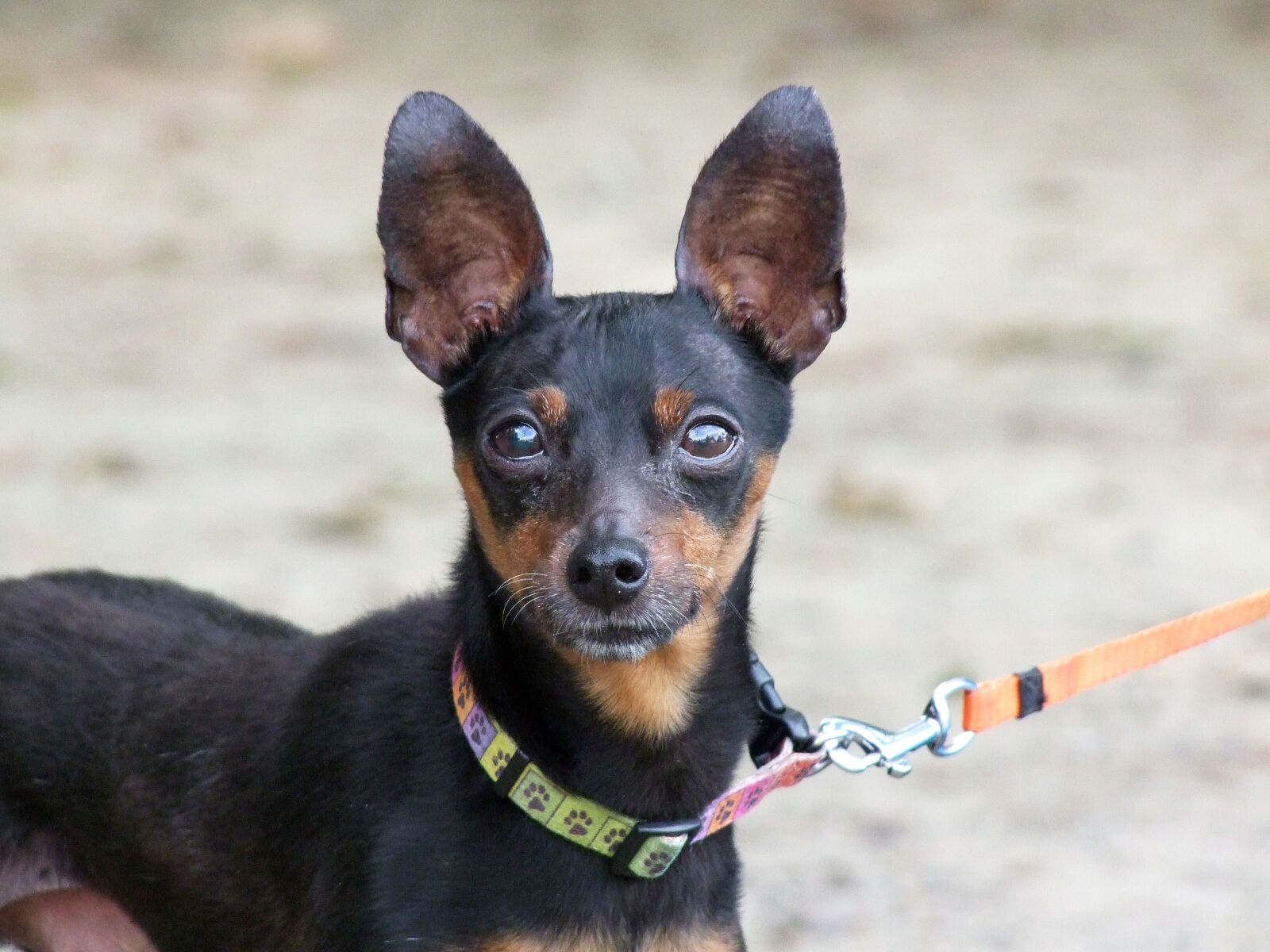 Fujifilm FinePix S100fs sample photo. Dog, leash, puppy photography