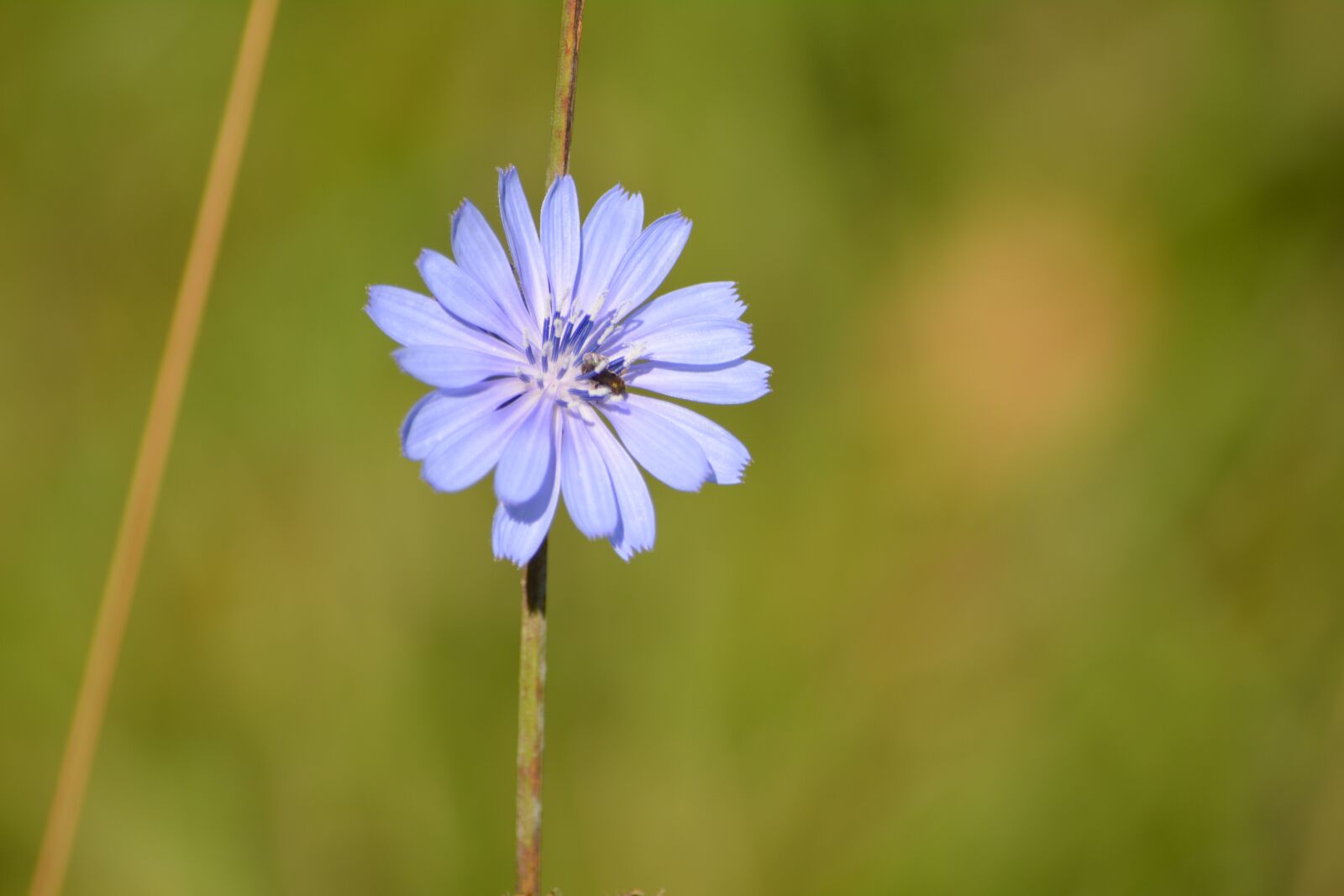 Nikon D5200 sample photo. Chicory, blue, flower photography