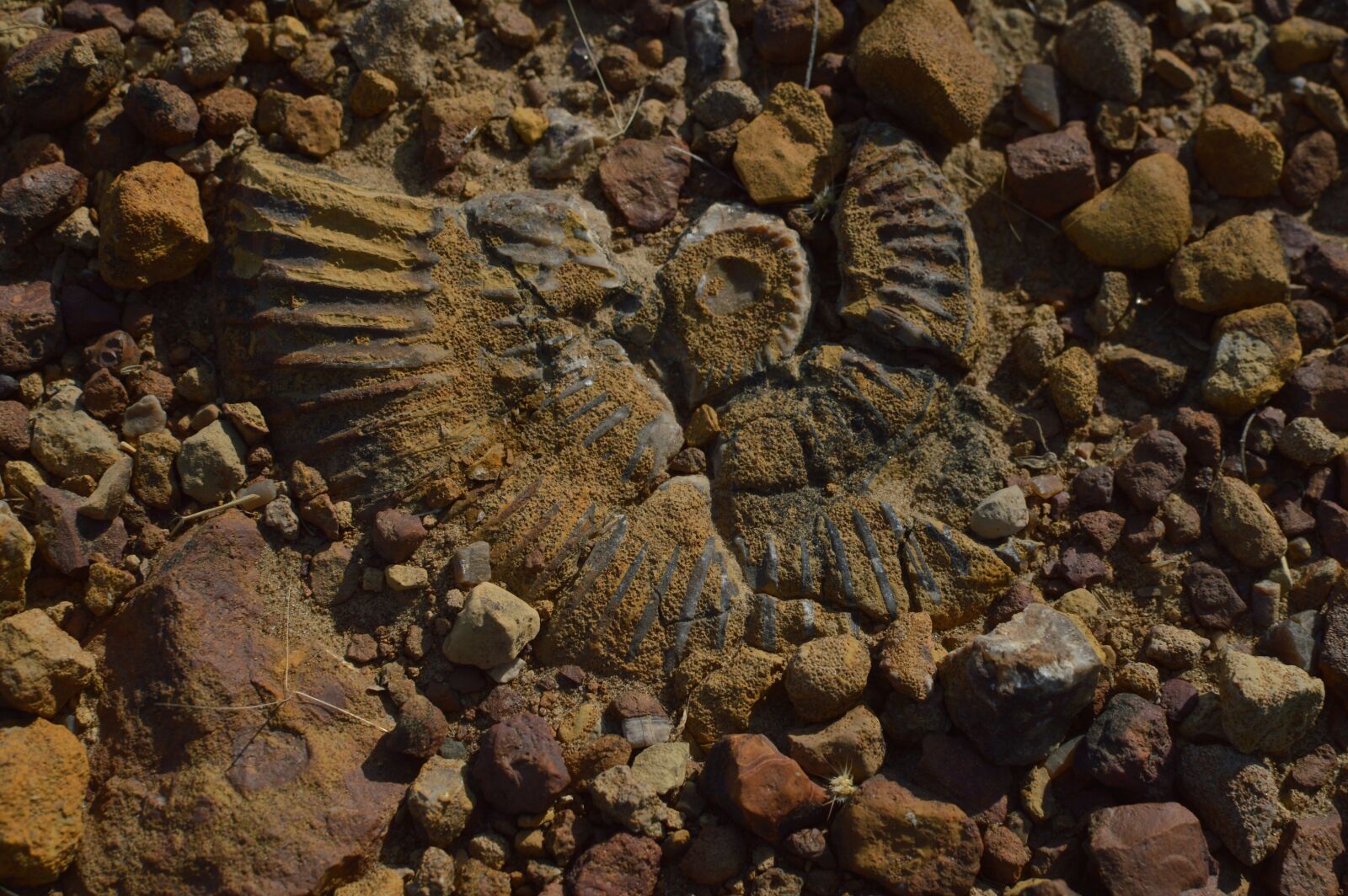 Nikon D3200 sample photo. Ancient aquatic fossil, kutch photography
