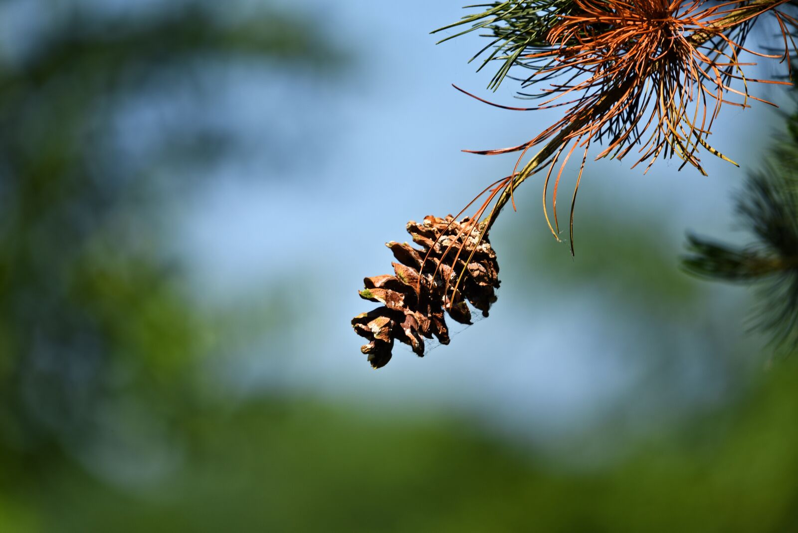 Nikon D750 sample photo. Pine cone, pine tree photography