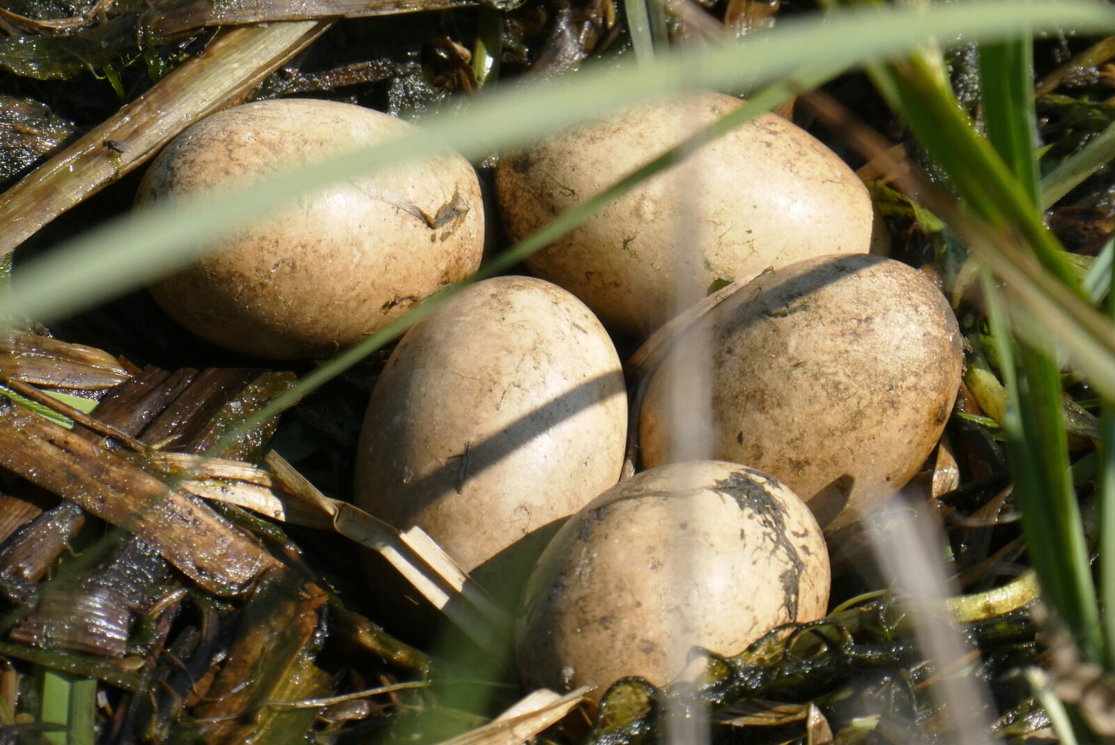 Panasonic Lumix DC-ZS70 (Lumix DC-TZ90) sample photo. Nest, eggs, great-crested grebe photography