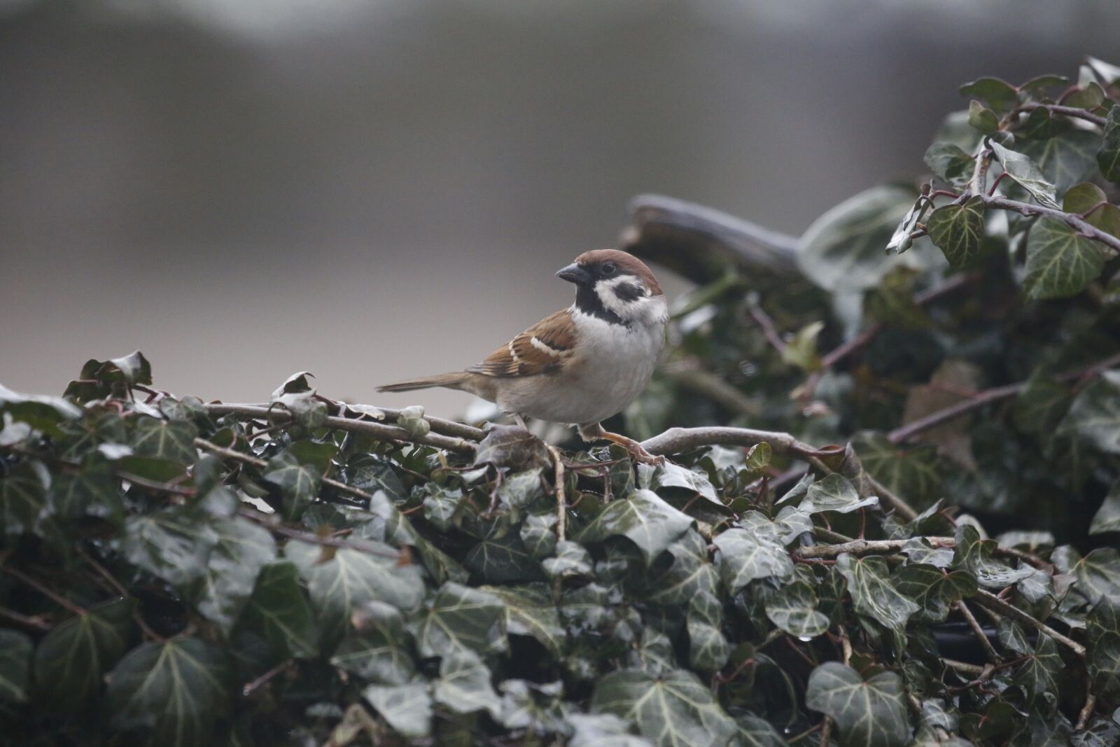 Canon EF 100-400mm F4.5-5.6L IS USM sample photo. Sparrow, bird, plumage photography