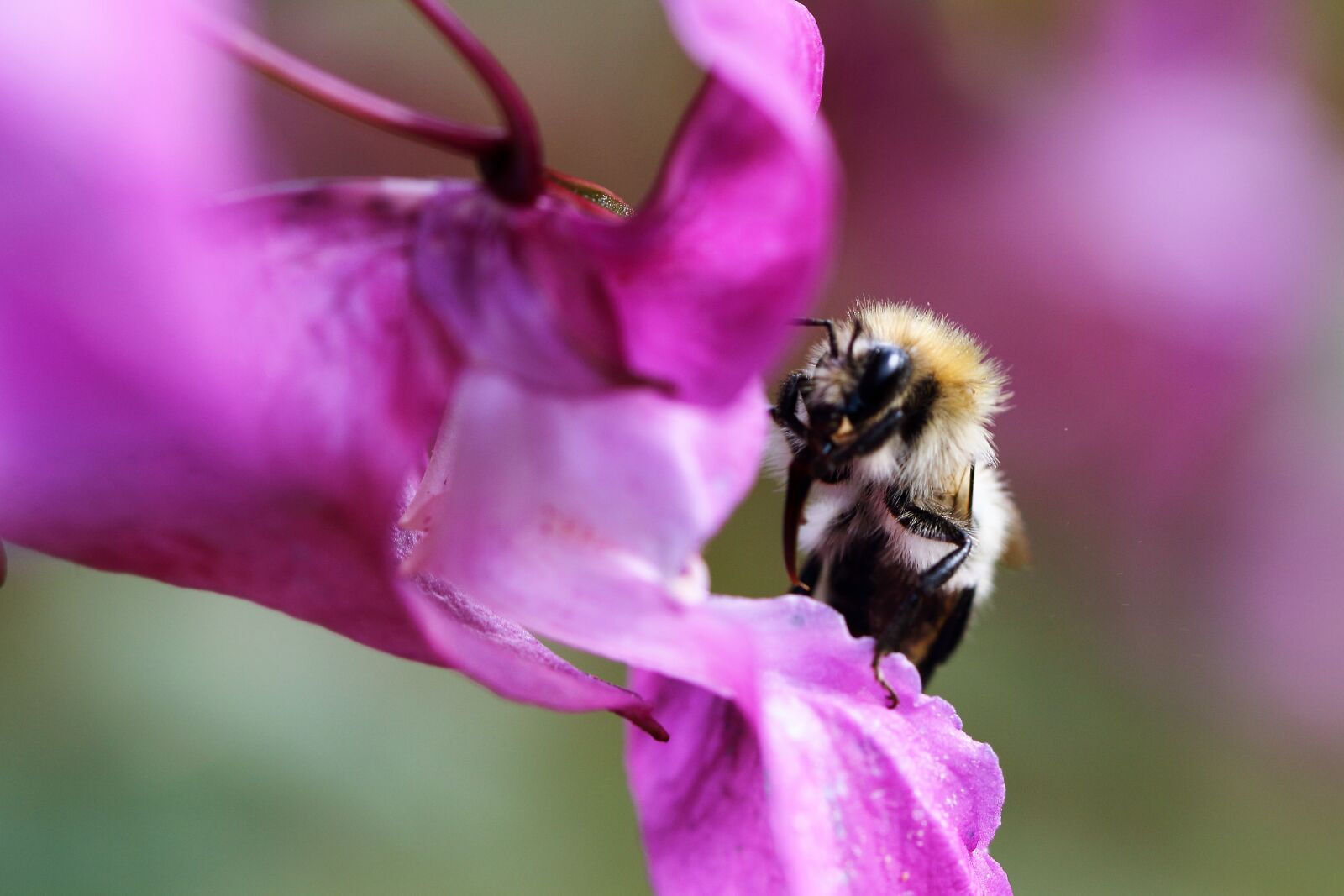 Canon EOS 1200D (EOS Rebel T5 / EOS Kiss X70 / EOS Hi) sample photo. Bee, insect, wings photography