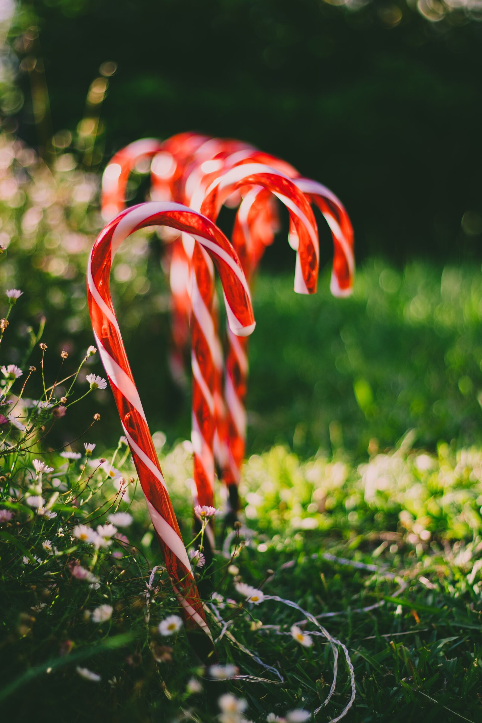 Canon EOS 200D (EOS Rebel SL2 / EOS Kiss X9) + Canon EF 50mm F1.8 STM sample photo. Candy cane, christmas, garden photography
