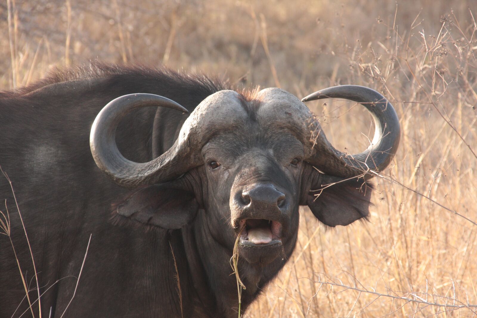 Canon EOS 40D sample photo. Water buffalo, safari, the photography
