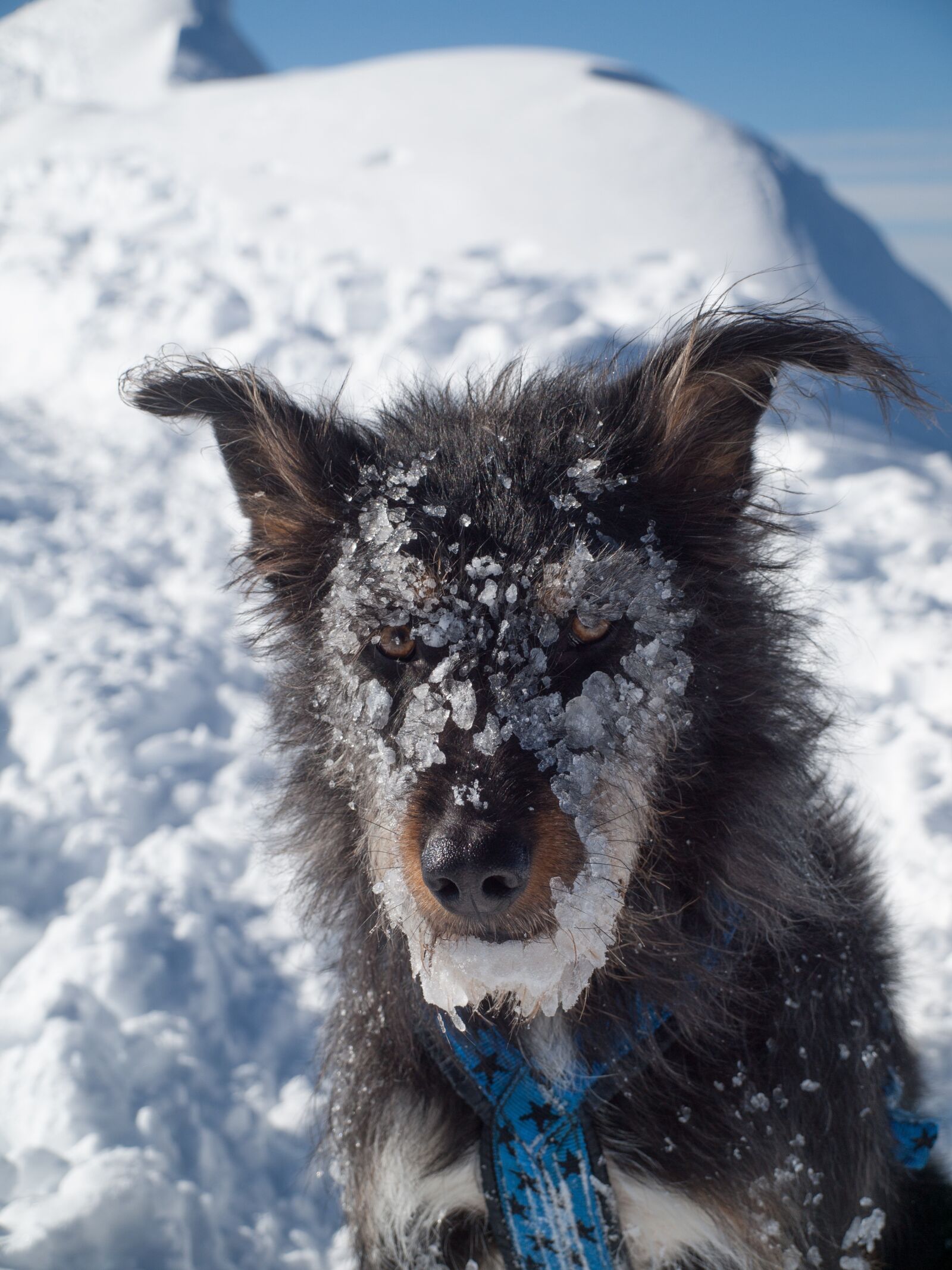 OLYMPUS 14-42mm Lens sample photo. Dog, ice, snow photography