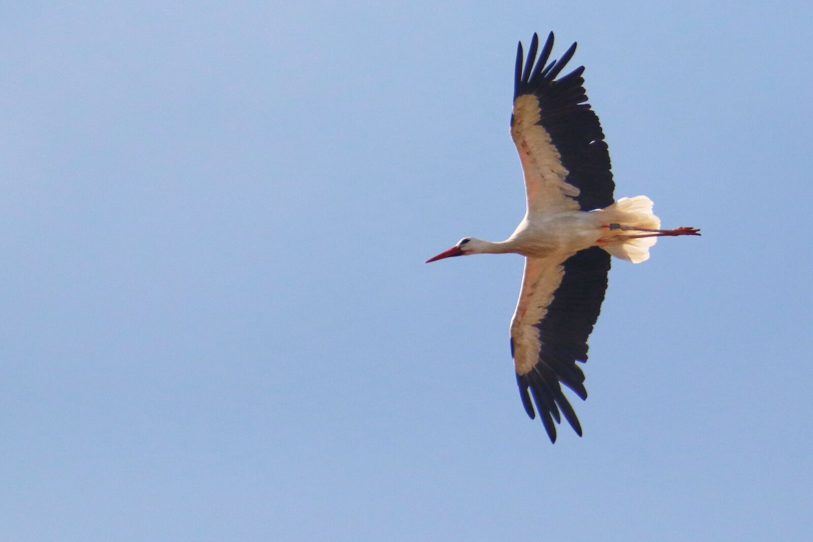 Canon EF 300mm F4L IS USM sample photo. Stork, flying, sky photography
