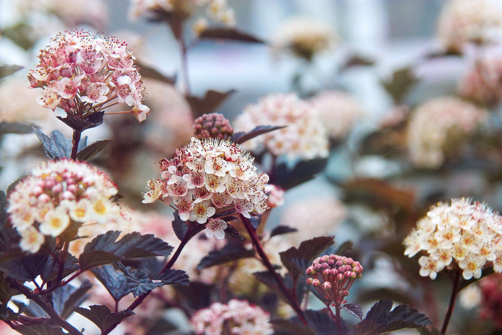 Canon EOS 550D (EOS Rebel T2i / EOS Kiss X4) sample photo. Spring, background, light photography