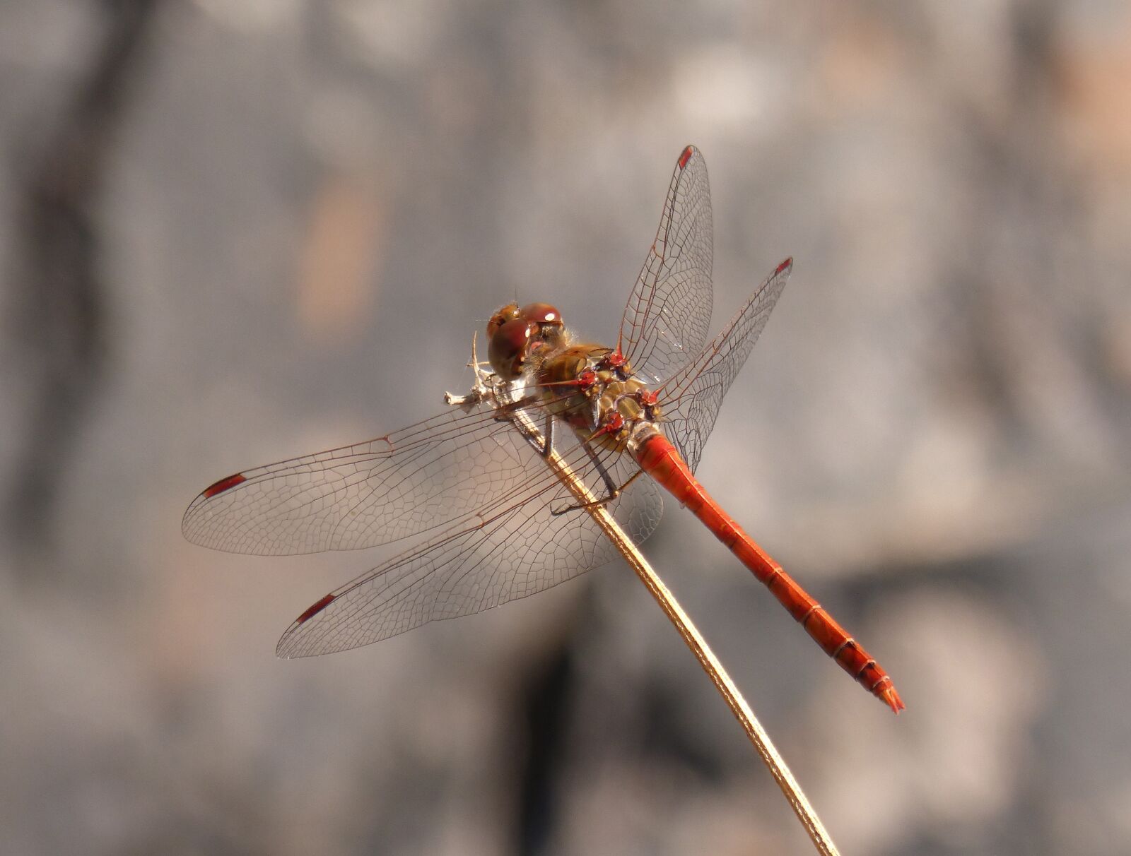 Panasonic DMC-FZ62 sample photo. Ib lula, red dragonfly photography
