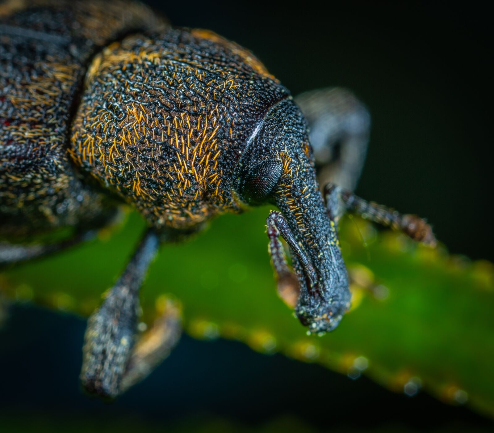 #124 65/2.8 sample photo. Beetle, insect, coleoptera photography