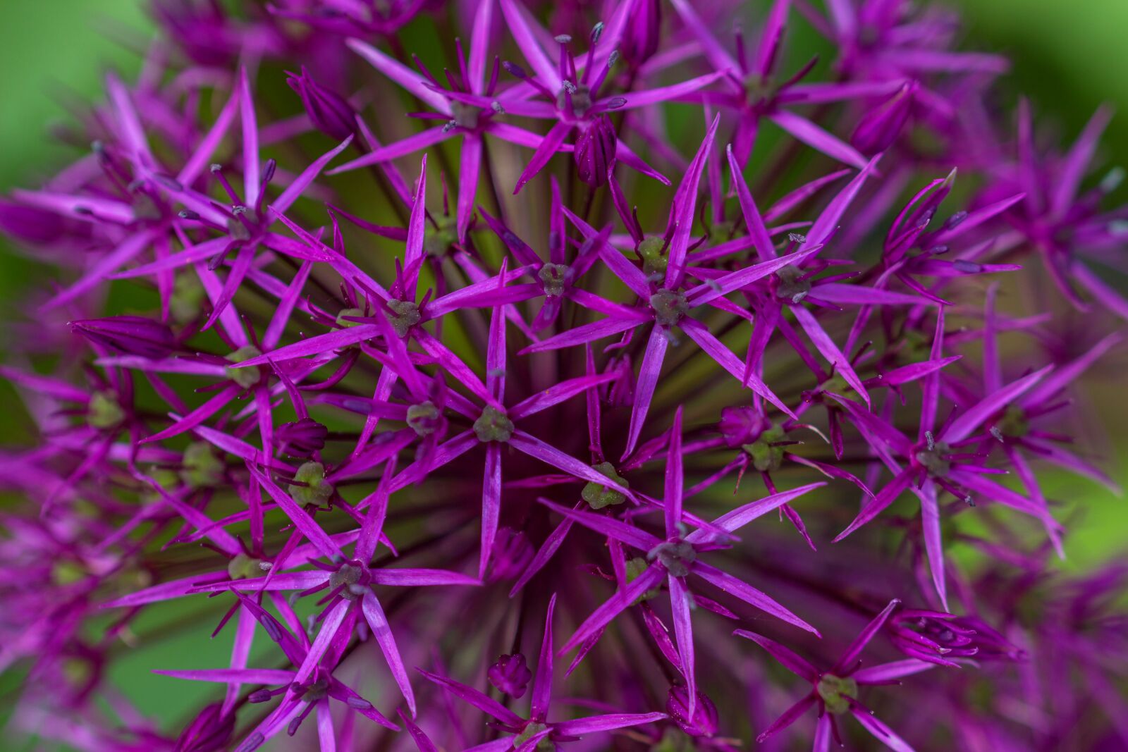 Canon EOS 600D (Rebel EOS T3i / EOS Kiss X5) sample photo. Flower, purple, macro photography