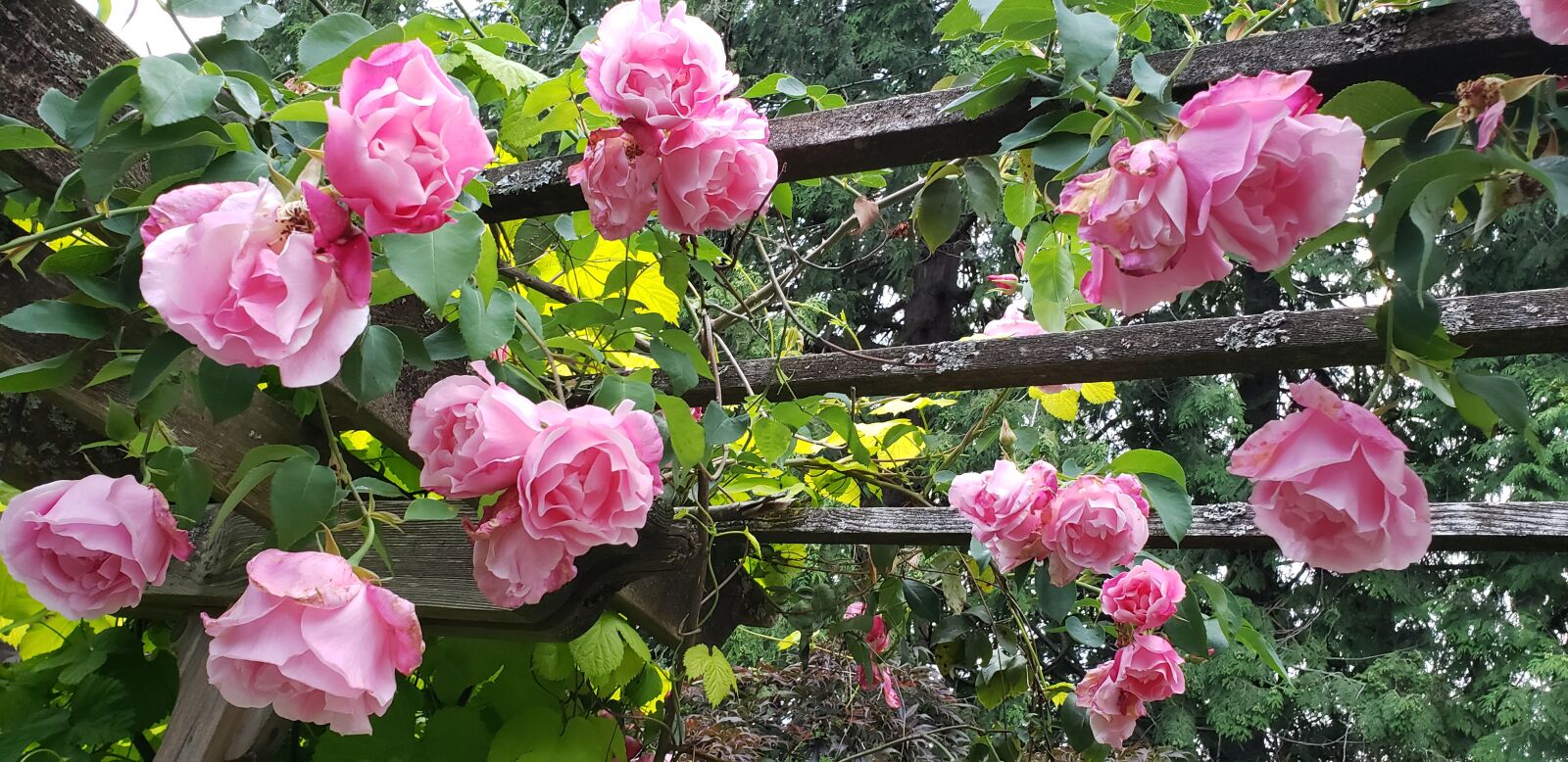 Samsung Galaxy Note9 sample photo. Roses, summer, flowers photography