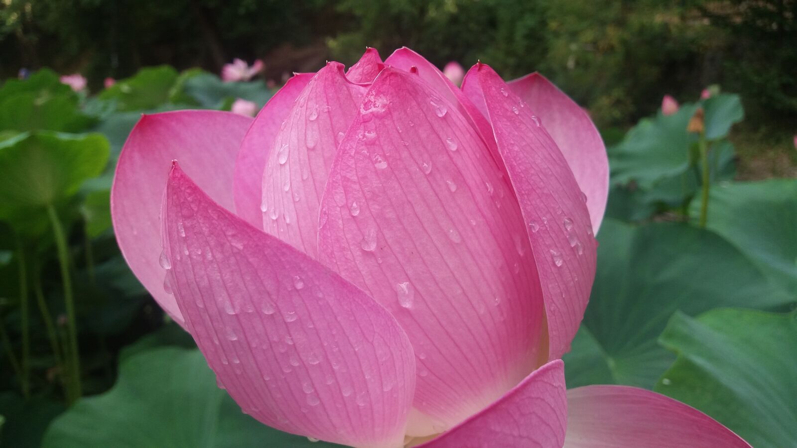 Samsung Galaxy J5 sample photo. Lily, rain, flower photography