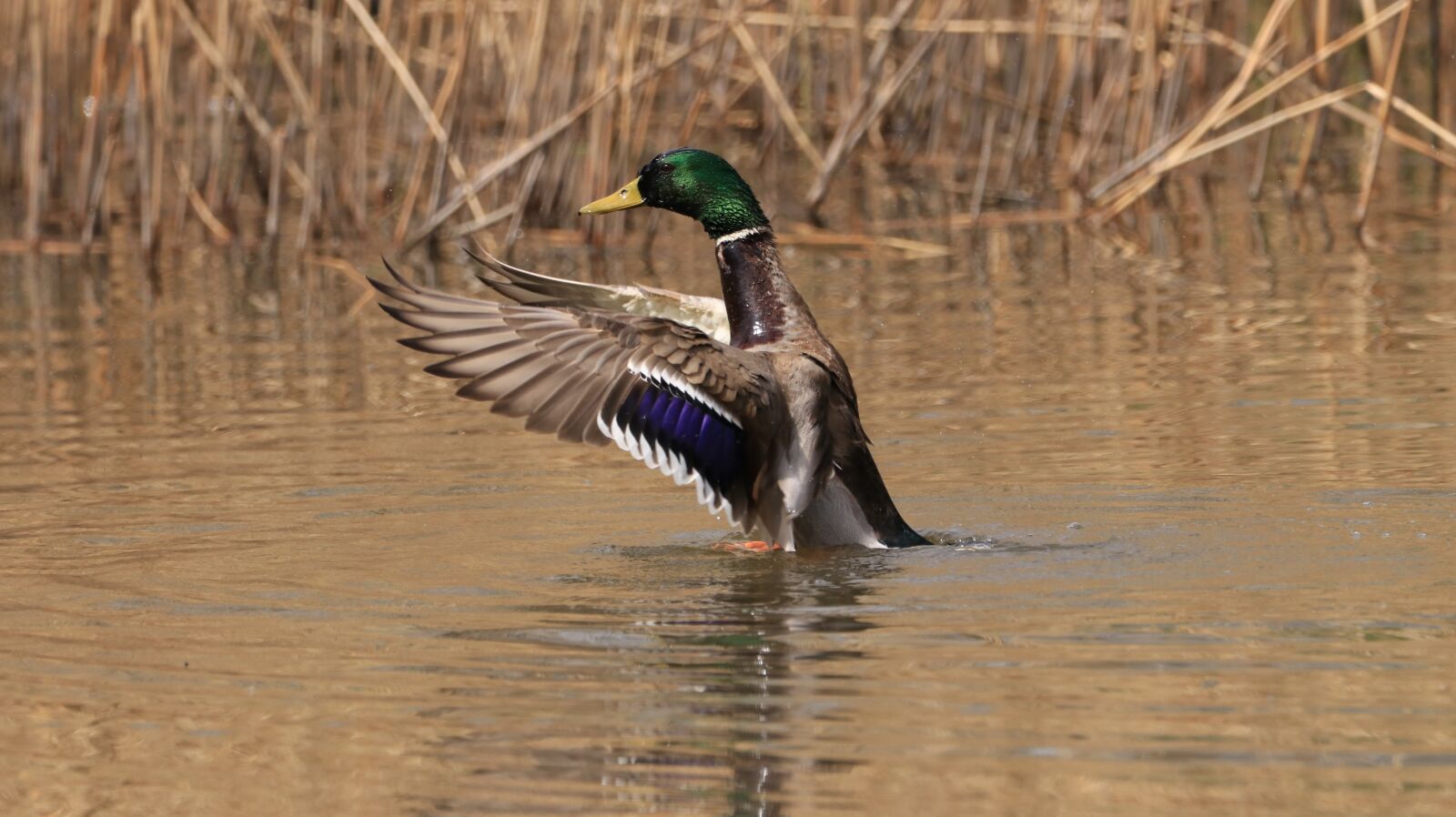 150-600mm F5-6.3 DG OS HSM | Contemporary 015 sample photo. Lake, water bird, nature photography