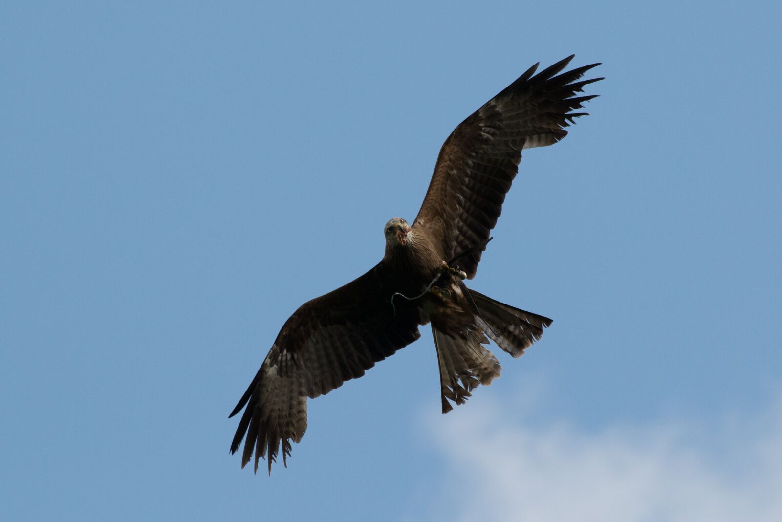 Nikon D600 sample photo. Raptor, prey, milan photography