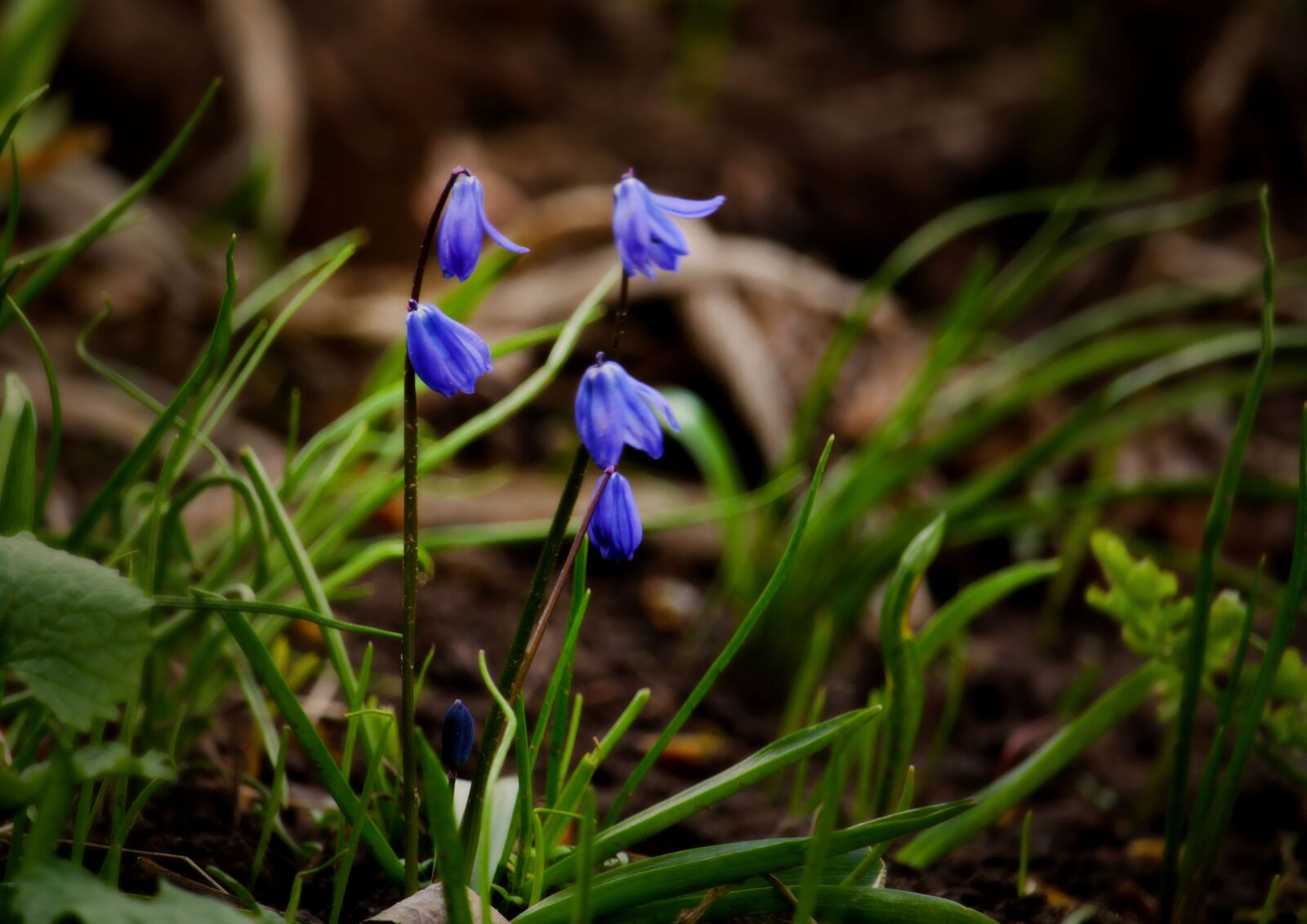 Canon EOS 1200D (EOS Rebel T5 / EOS Kiss X70 / EOS Hi) sample photo. Snowdrop, flowers, tenderness photography