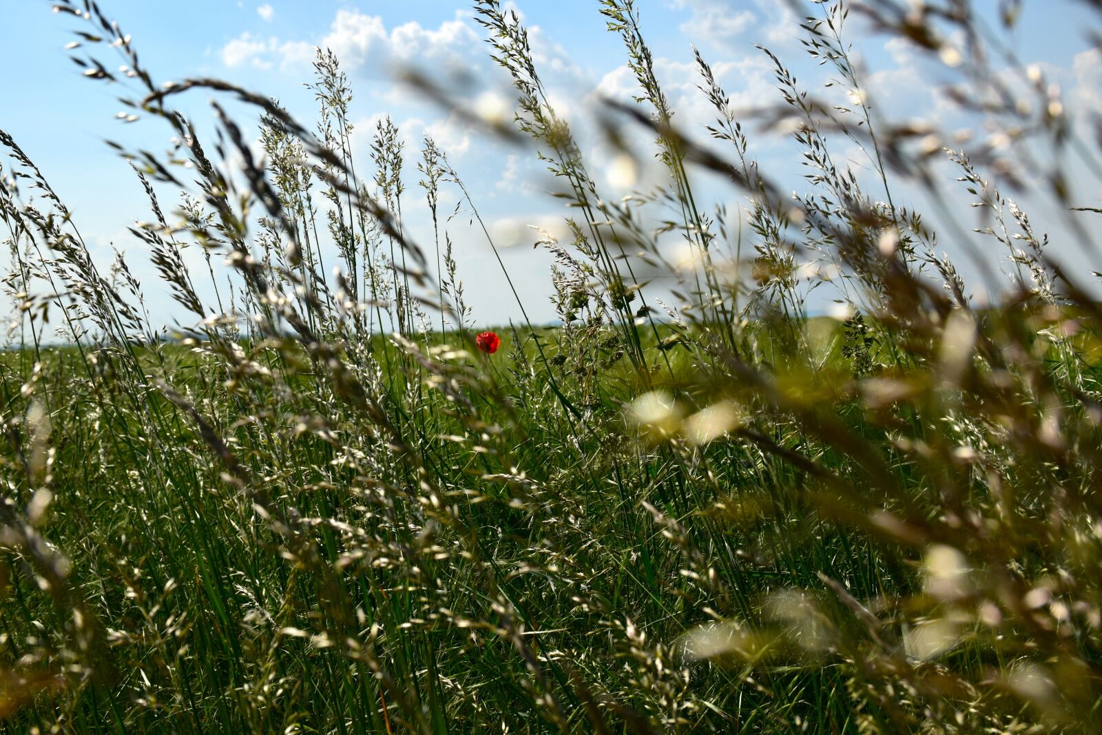 Nikon D5300 sample photo. Grasses, meadow, summer photography