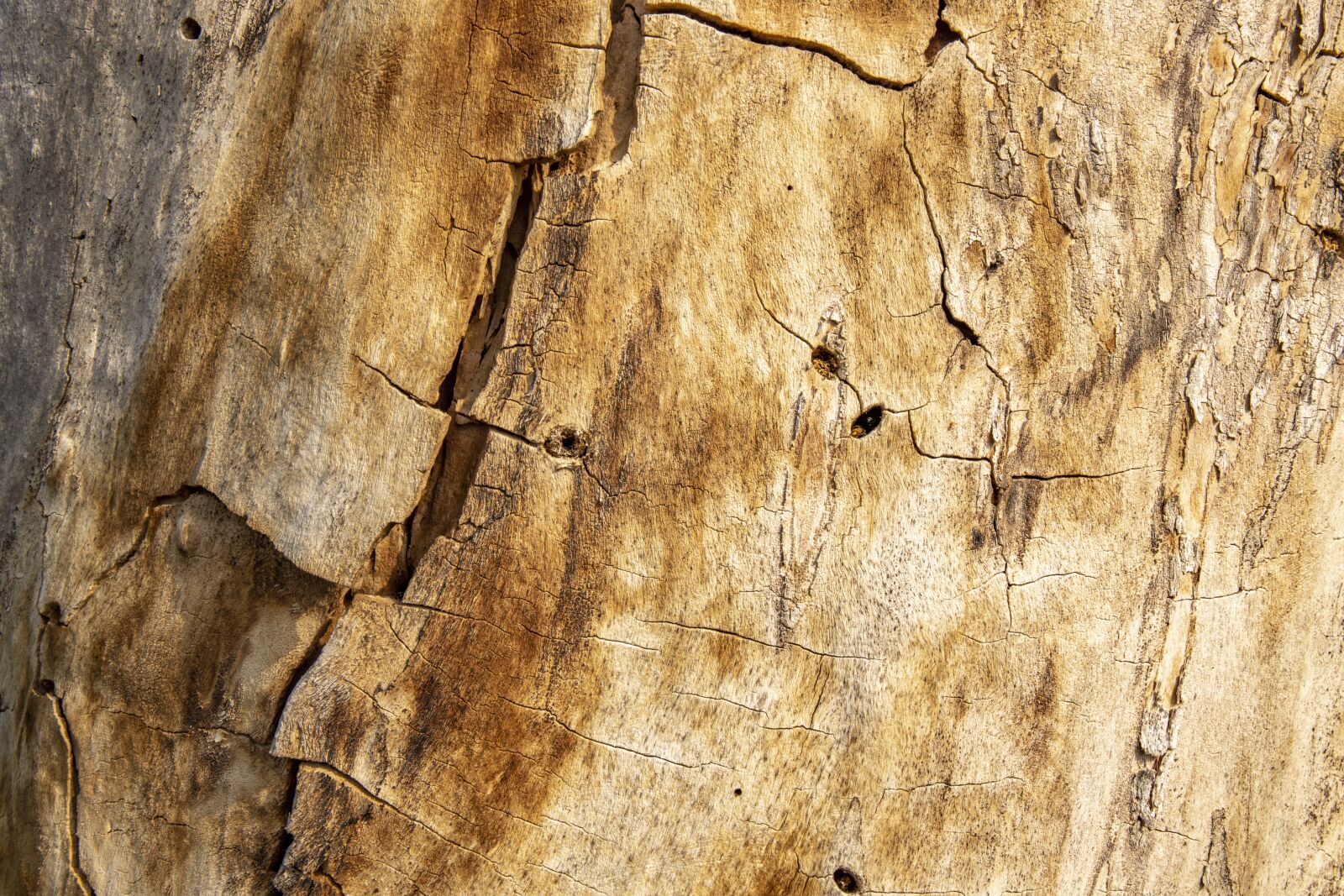 Canon EOS 6D Mark II sample photo. Texture, tree, wood photography