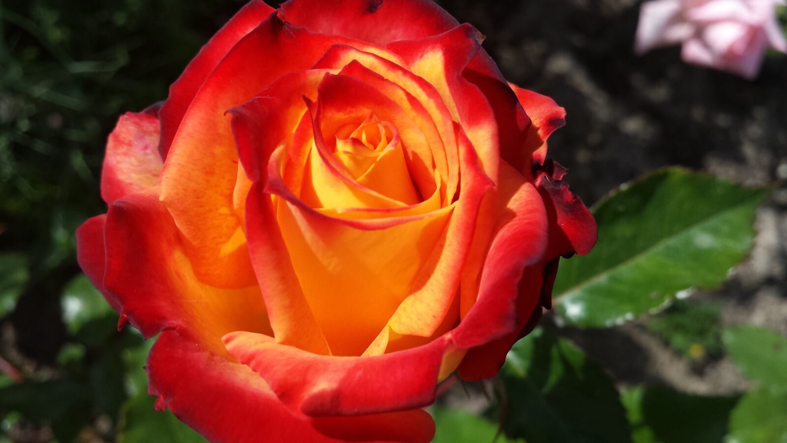 Samsung Galaxy S4 sample photo. Rose, red, yellow photography