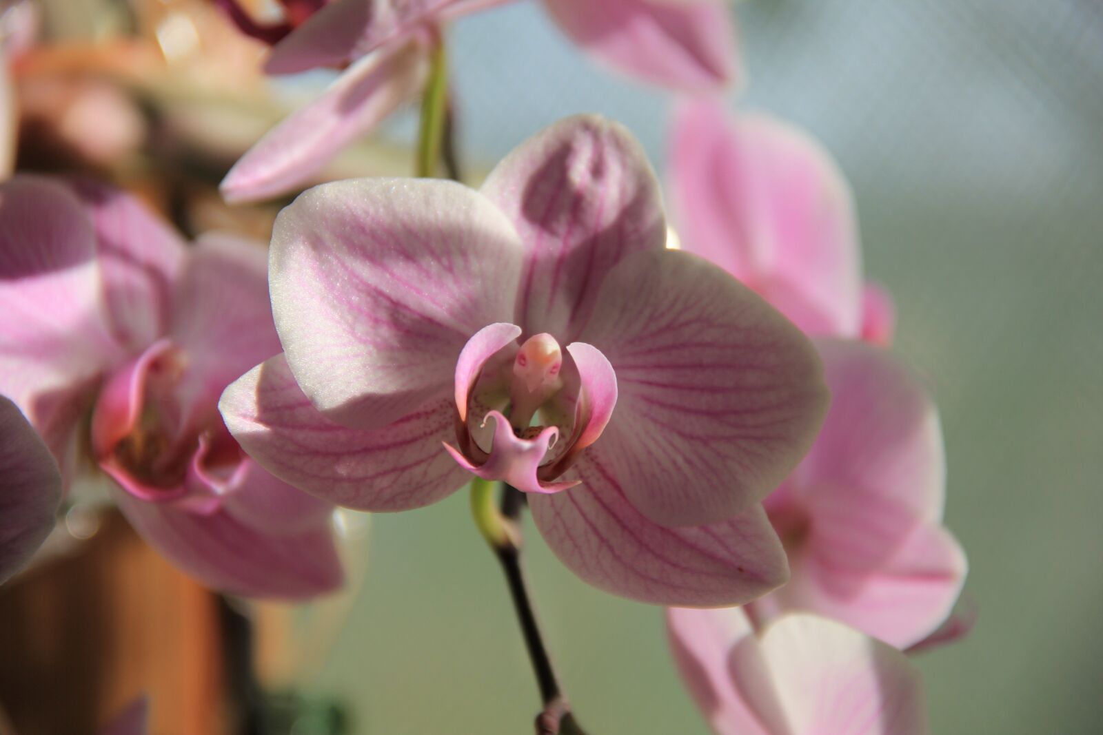 Canon EOS 550D (EOS Rebel T2i / EOS Kiss X4) sample photo. Orchid, flower, sunlight photography