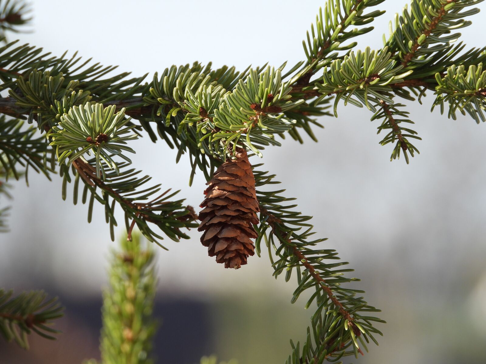 Nikon Coolpix P1000 sample photo. Pine cone, sprig, nature photography