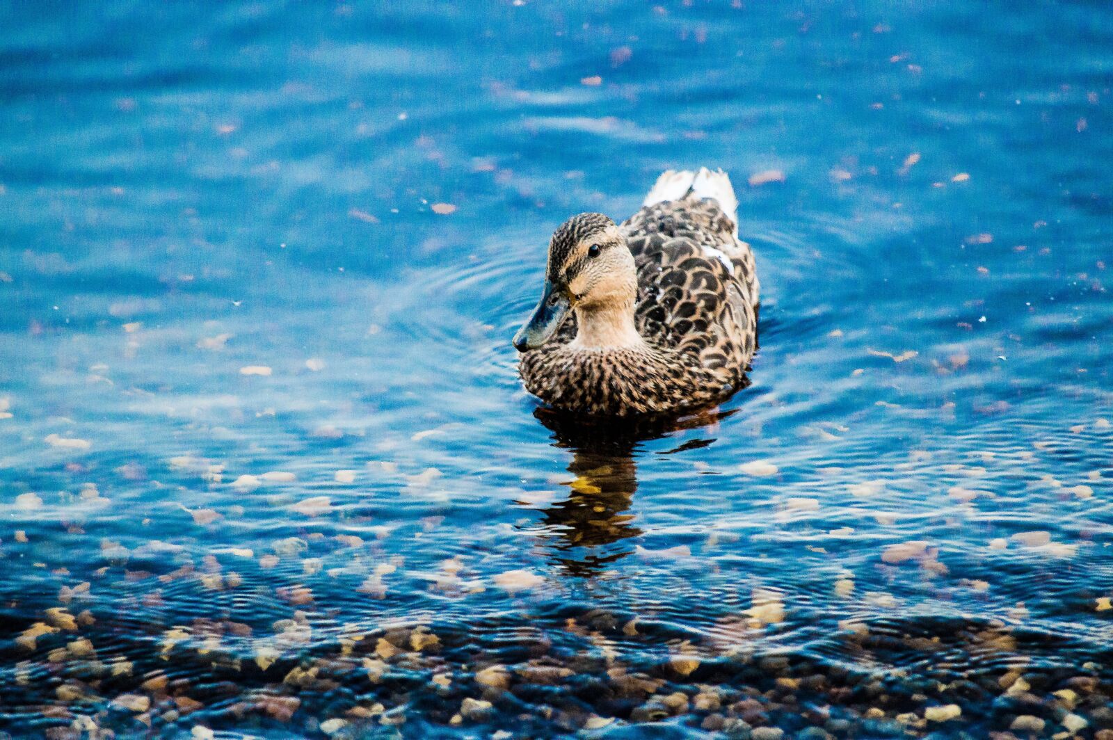 Nikon D3200 sample photo. Duck, animal, lake photography
