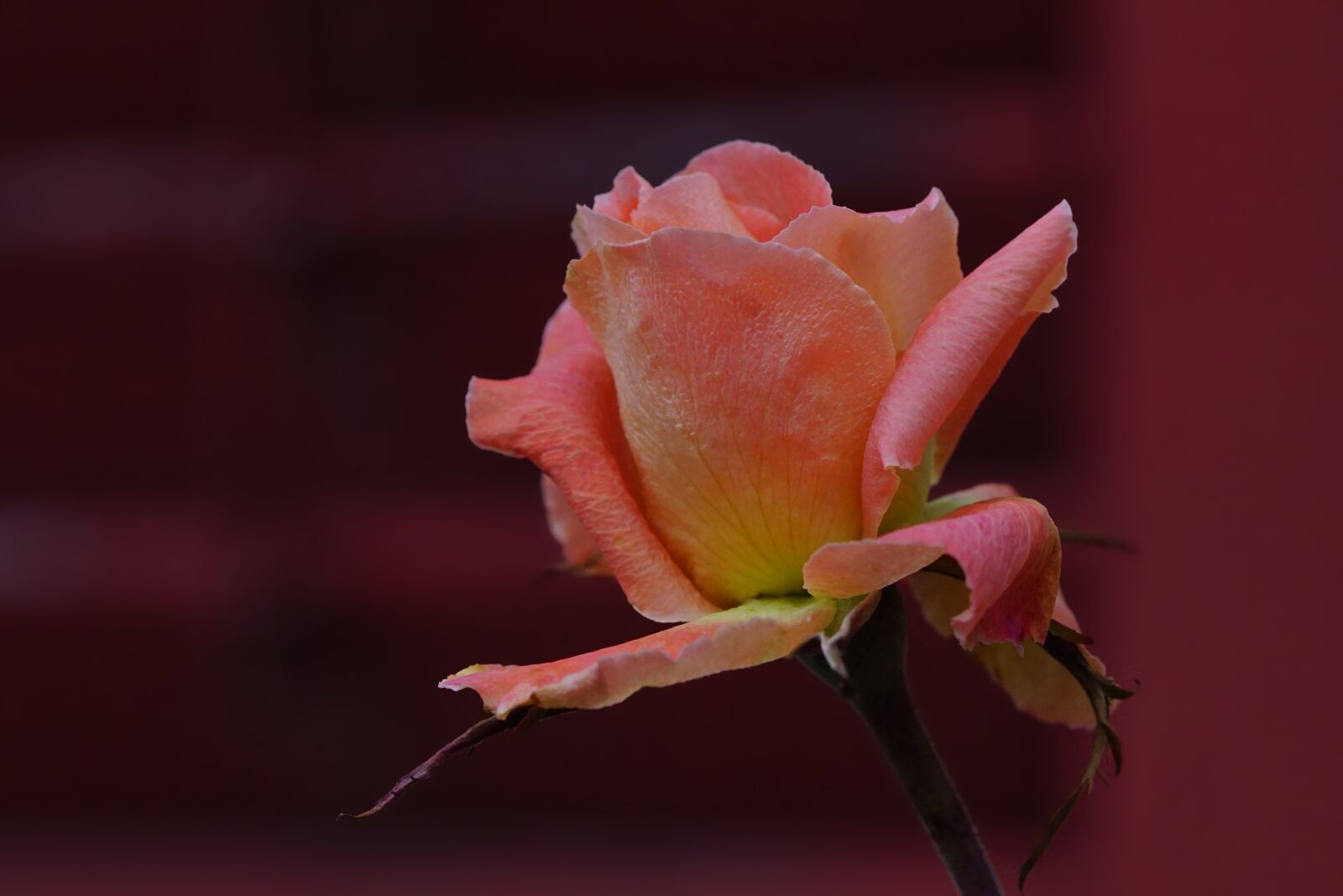 Sony a6000 + Sony FE 90mm F2.8 Macro G OSS sample photo. Rose, flower, nature photography