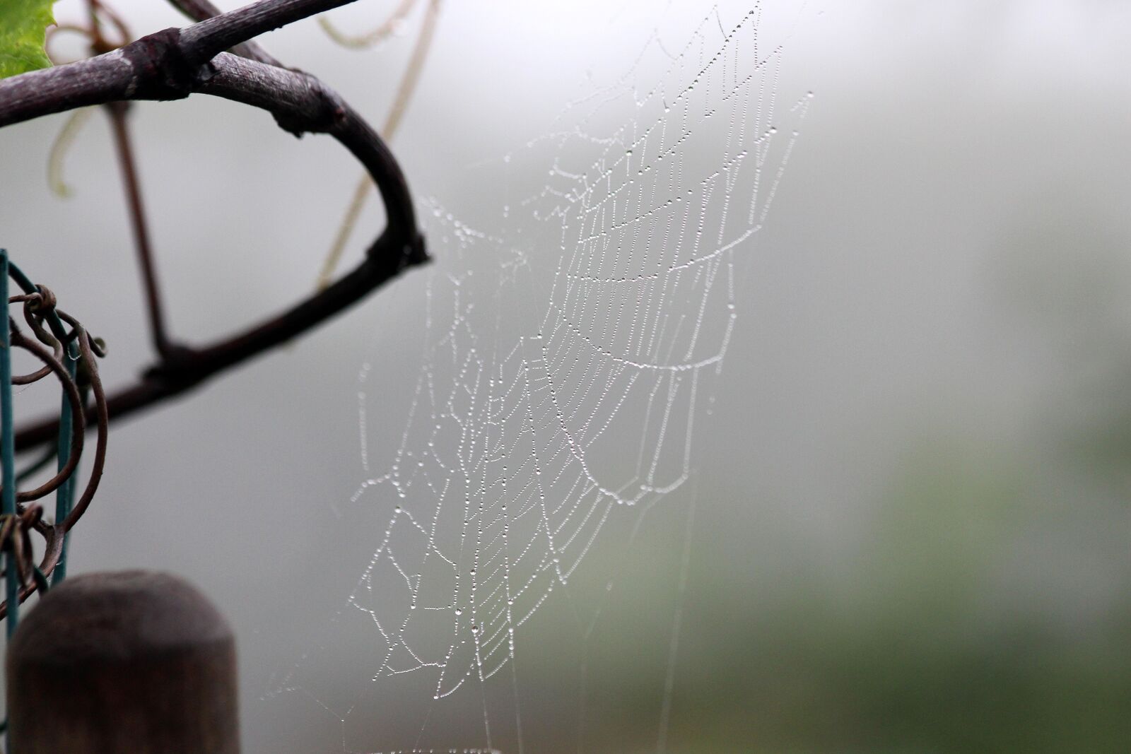 Canon EOS 650D (EOS Rebel T4i / EOS Kiss X6i) sample photo. Spider web, fog, morning photography