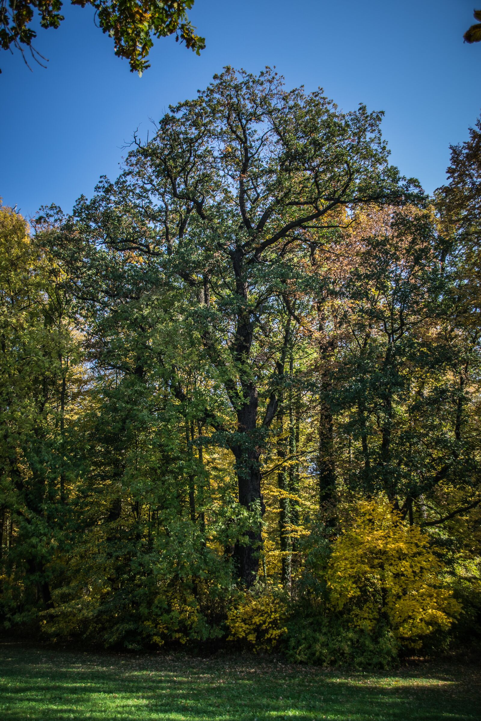 Nikon D5300 sample photo. Old, tree, landscape photography