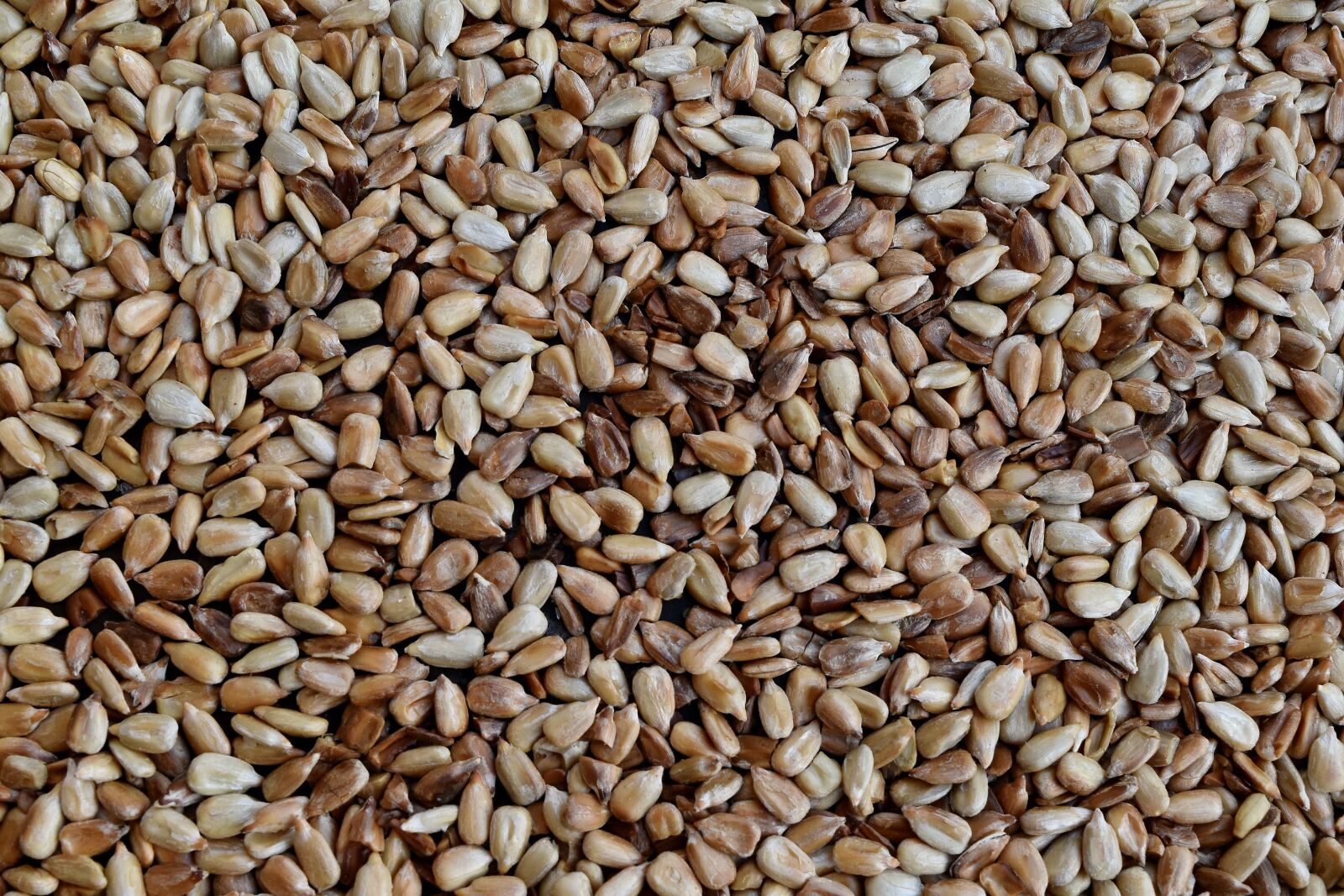 Nikon D5500 sample photo. Kernel, seed, sunflower seed photography