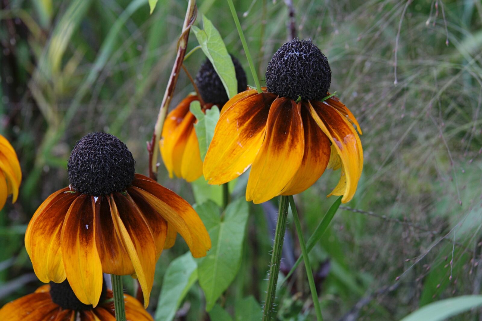 Canon EOS 400D (EOS Digital Rebel XTi / EOS Kiss Digital X) sample photo. Coneflower, flowers, petals photography