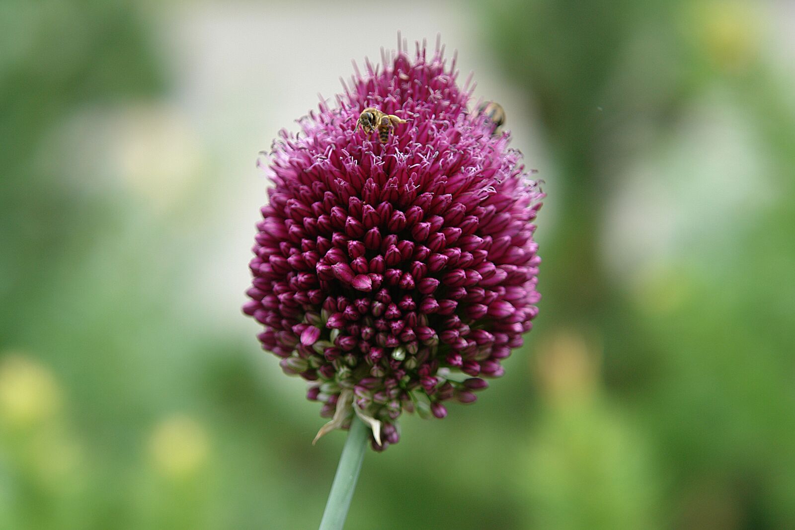 Sony DSC-R1 sample photo. Iran lauch, plant, garden photography
