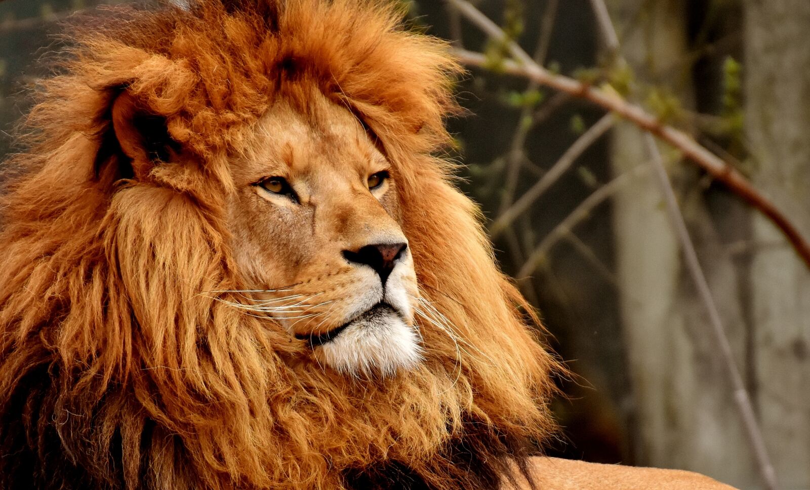 Nikon D7200 sample photo. Lion, predator, dangerous photography