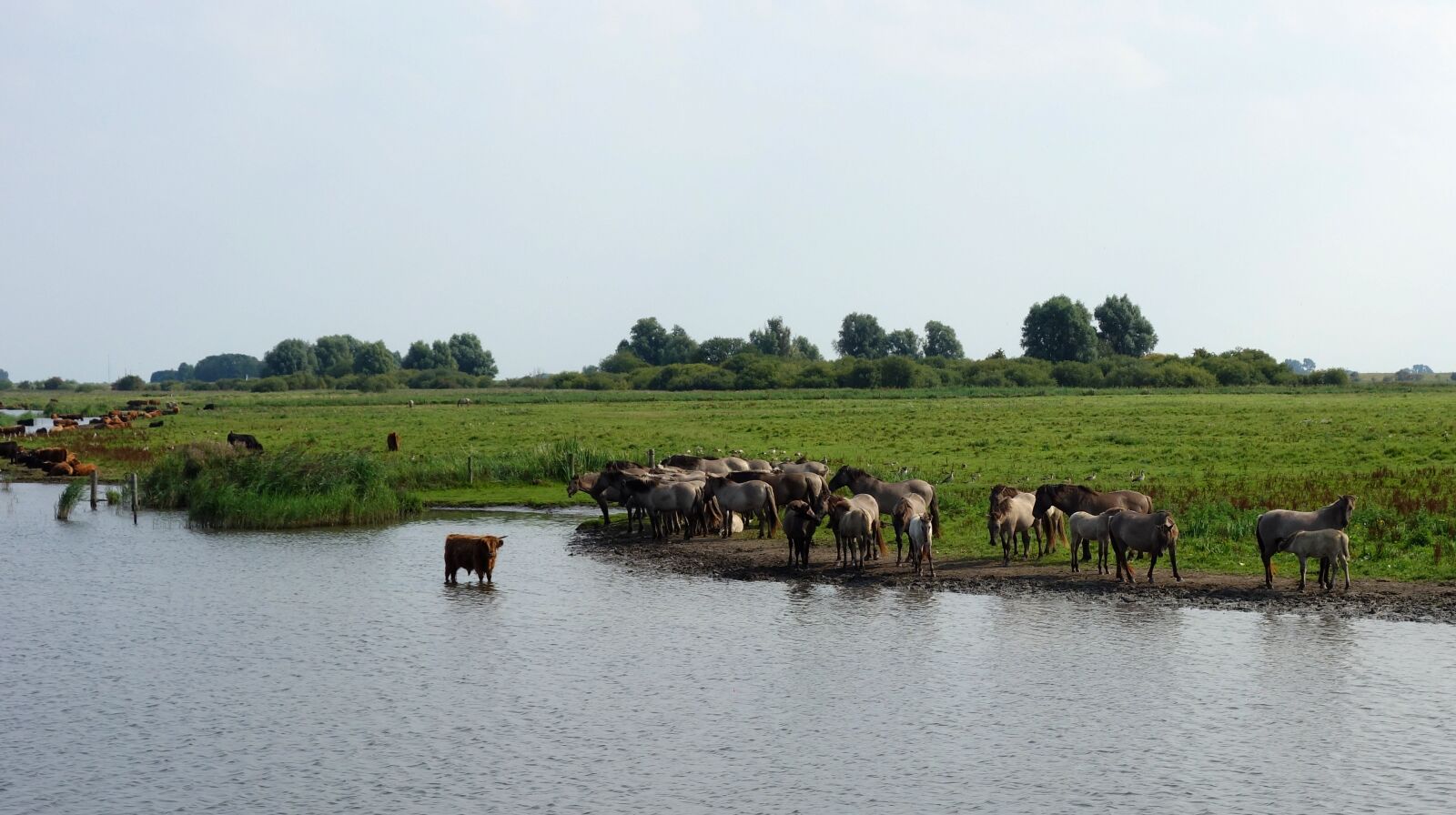 Sony Cyber-shot DSC-RX100 sample photo. Wild horses, horses, nature photography
