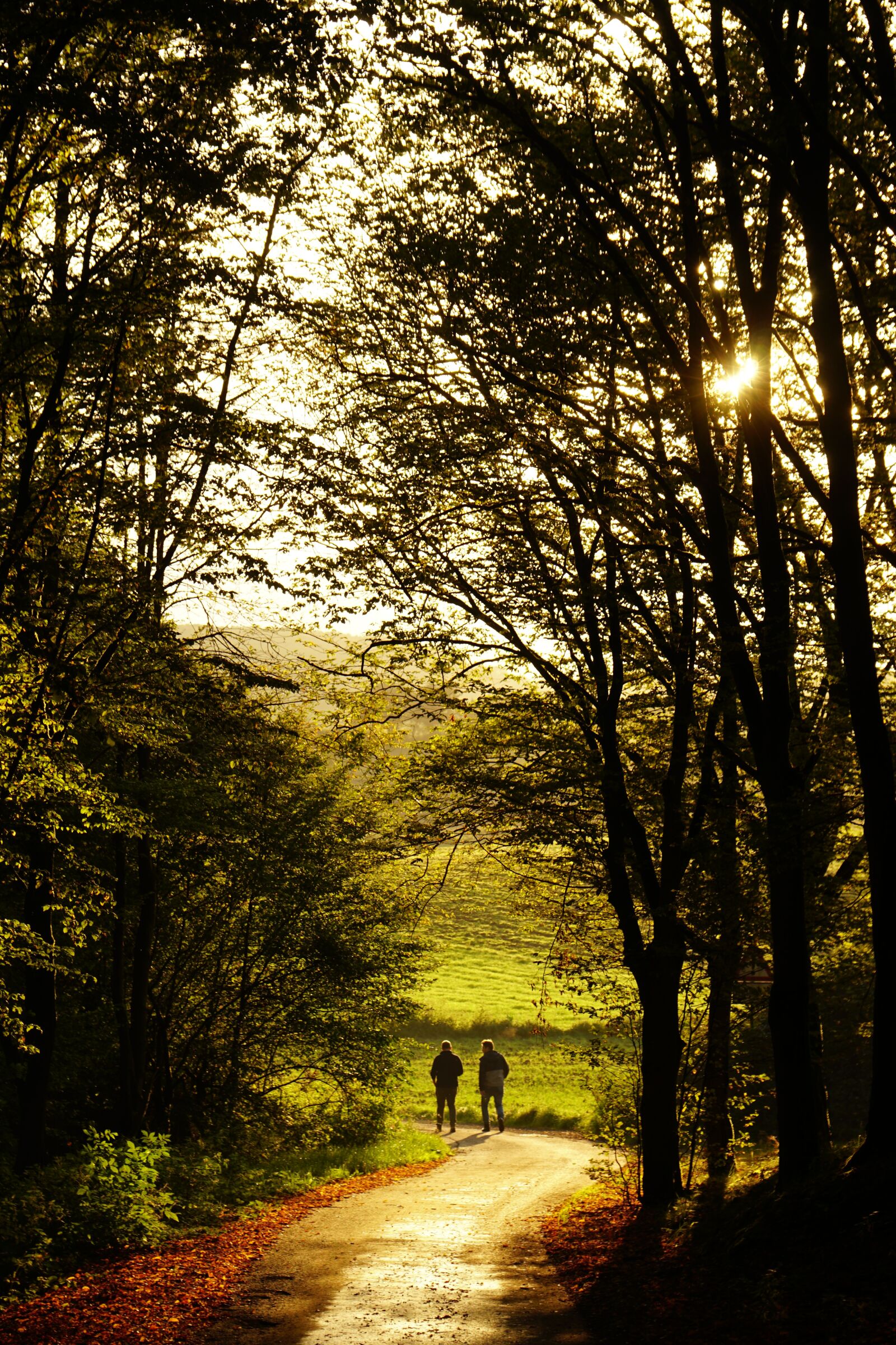 Sony a6300 + Sony Vario-Tessar T* E 16-70mm F4 ZA OSS sample photo. Sunset, forest, mood photography