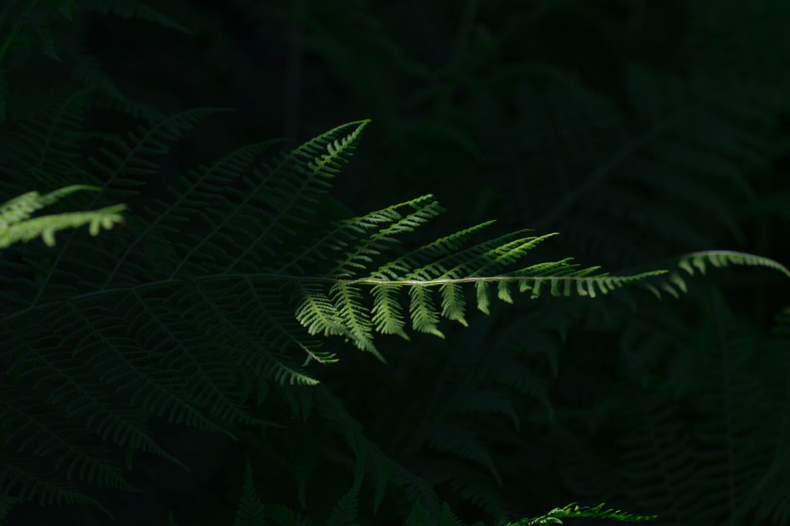 Nikon D7100 sample photo. Fern, green, leaf fern photography