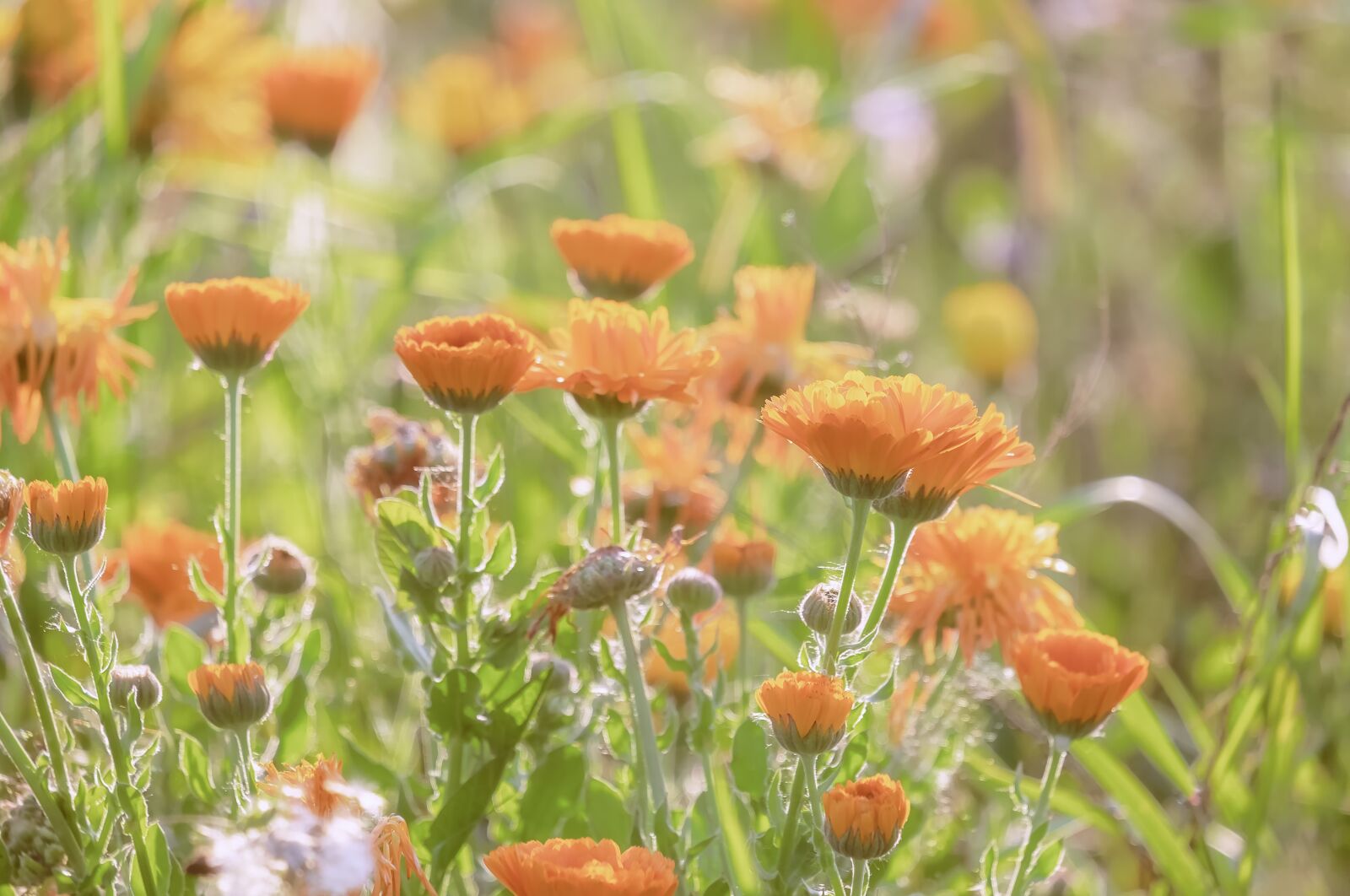 Fujifilm XF 55-200mm F3.5-4.8 R LM OIS sample photo. Marigold, calendula, blossom photography