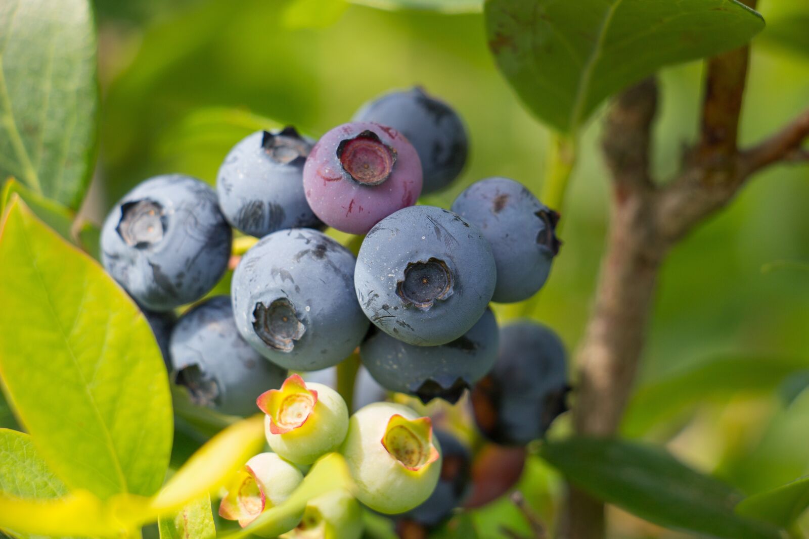 Canon EOS 100D (EOS Rebel SL1 / EOS Kiss X7) sample photo. Blueberry, fruit, summer photography