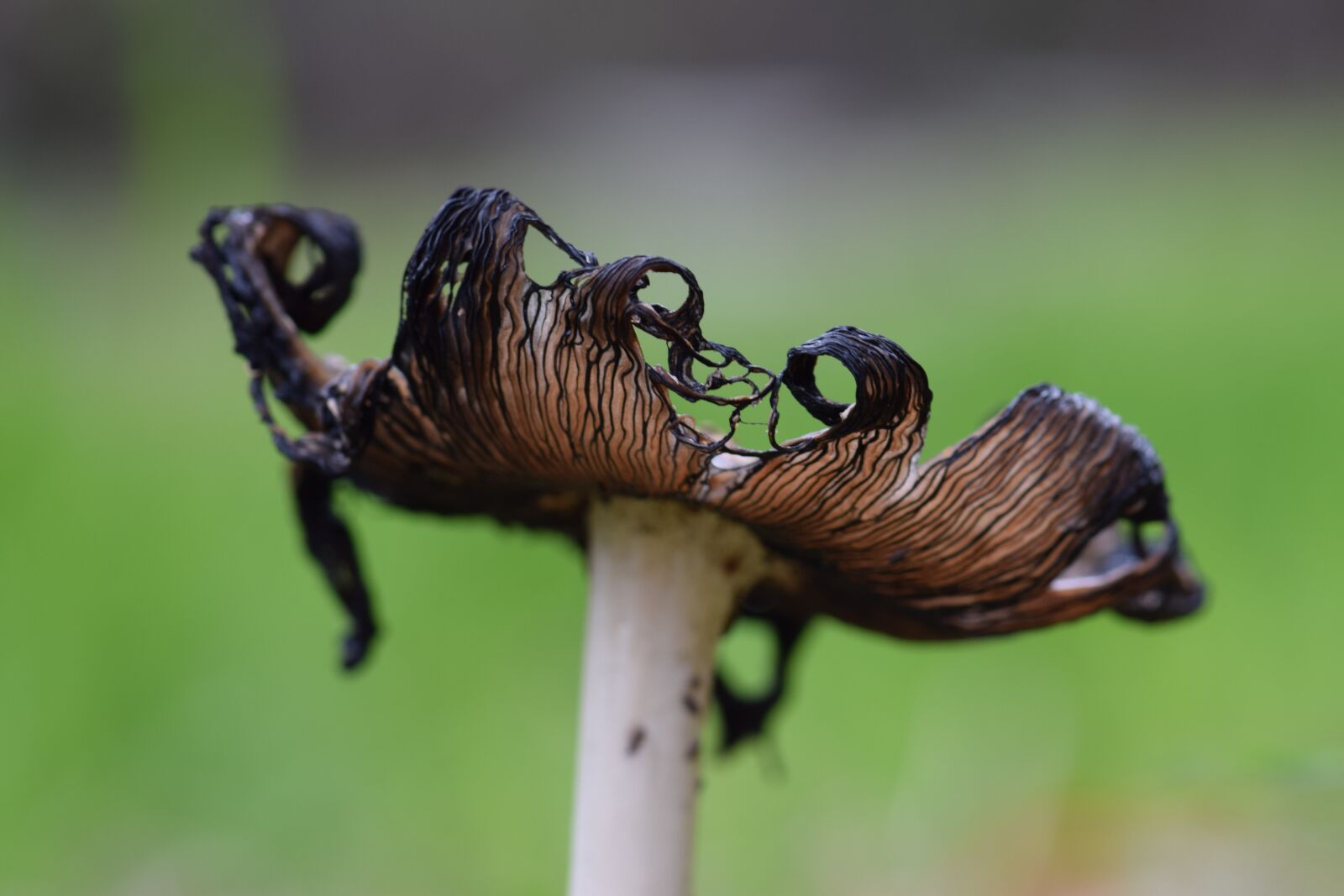 Nikon D3300 sample photo. Fungi, mushroom, ink cap photography