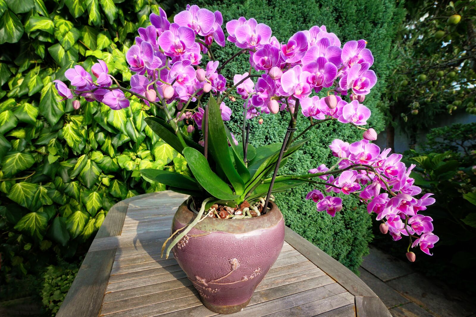 Panasonic Lumix DMC-GX8 sample photo. Orchid, vase, flower photography
