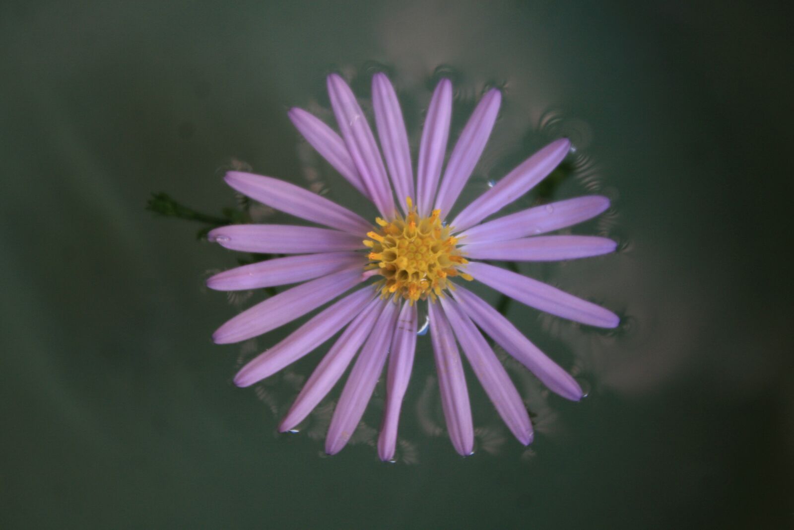 Canon EOS 30D sample photo. Flowers, lilac daisies, daisy photography