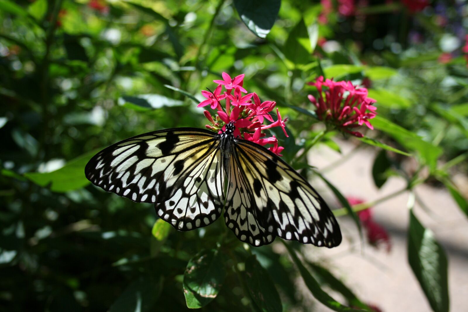 Canon EOS 350D (EOS Digital Rebel XT / EOS Kiss Digital N) sample photo. Butterfly, nature, bloom photography
