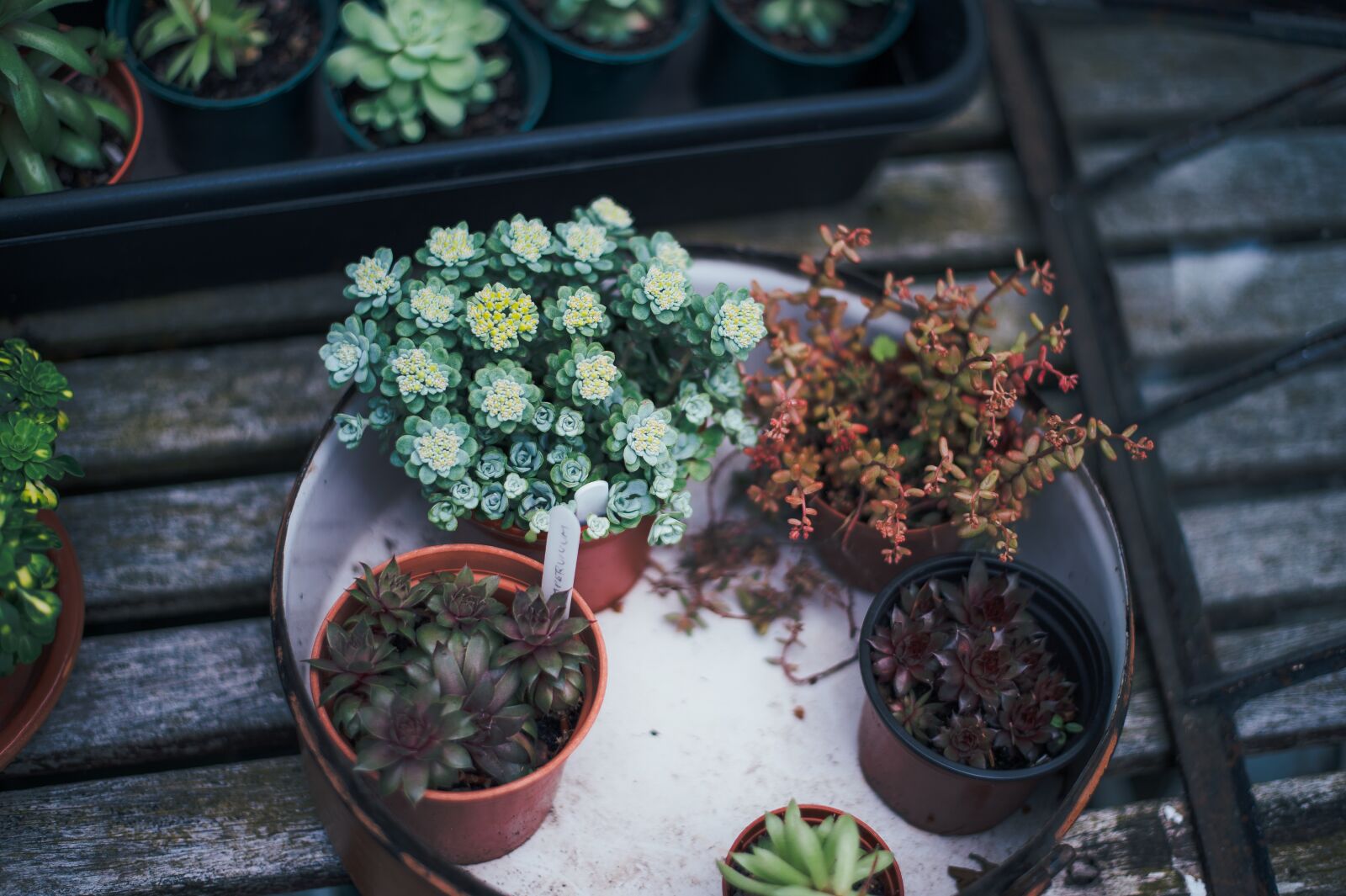 Nikon D4S sample photo. Decoration, decorative plants, flora photography