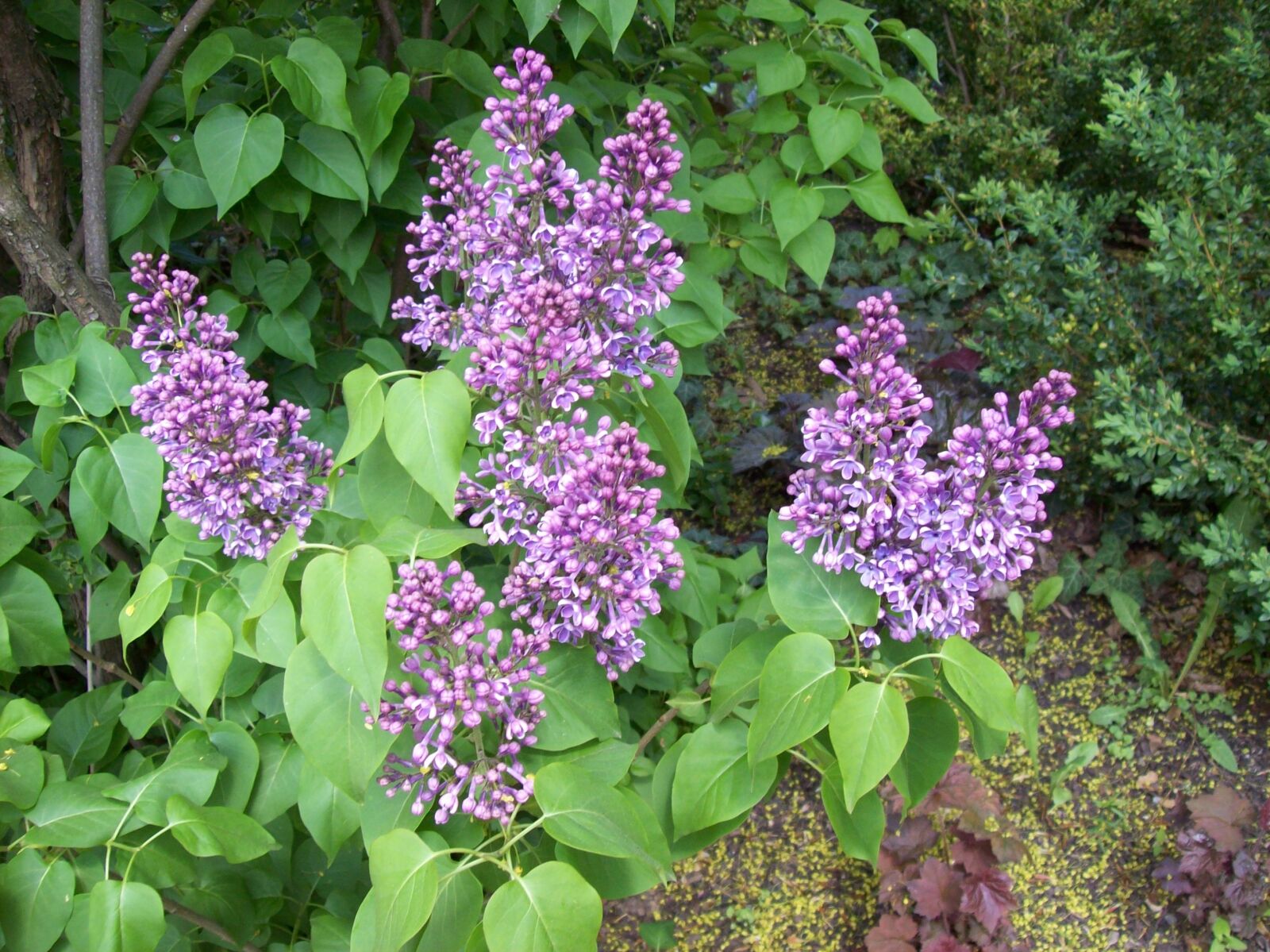 Kodak EASYSHARE C613 ZOOM DIGITAL CAMERA sample photo. Lilacs, flowers photography