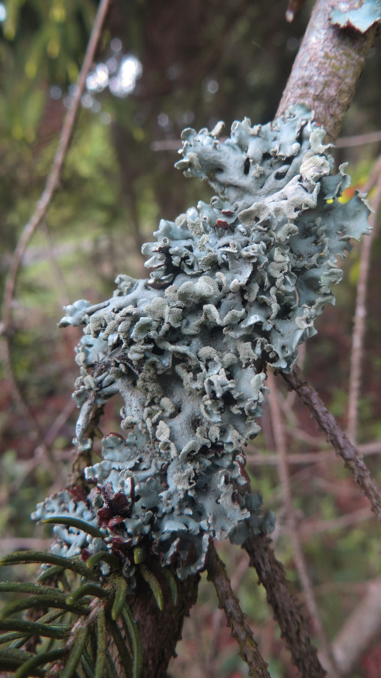 Canon PowerShot SX240 HS sample photo. Lichen, branch, conifer photography