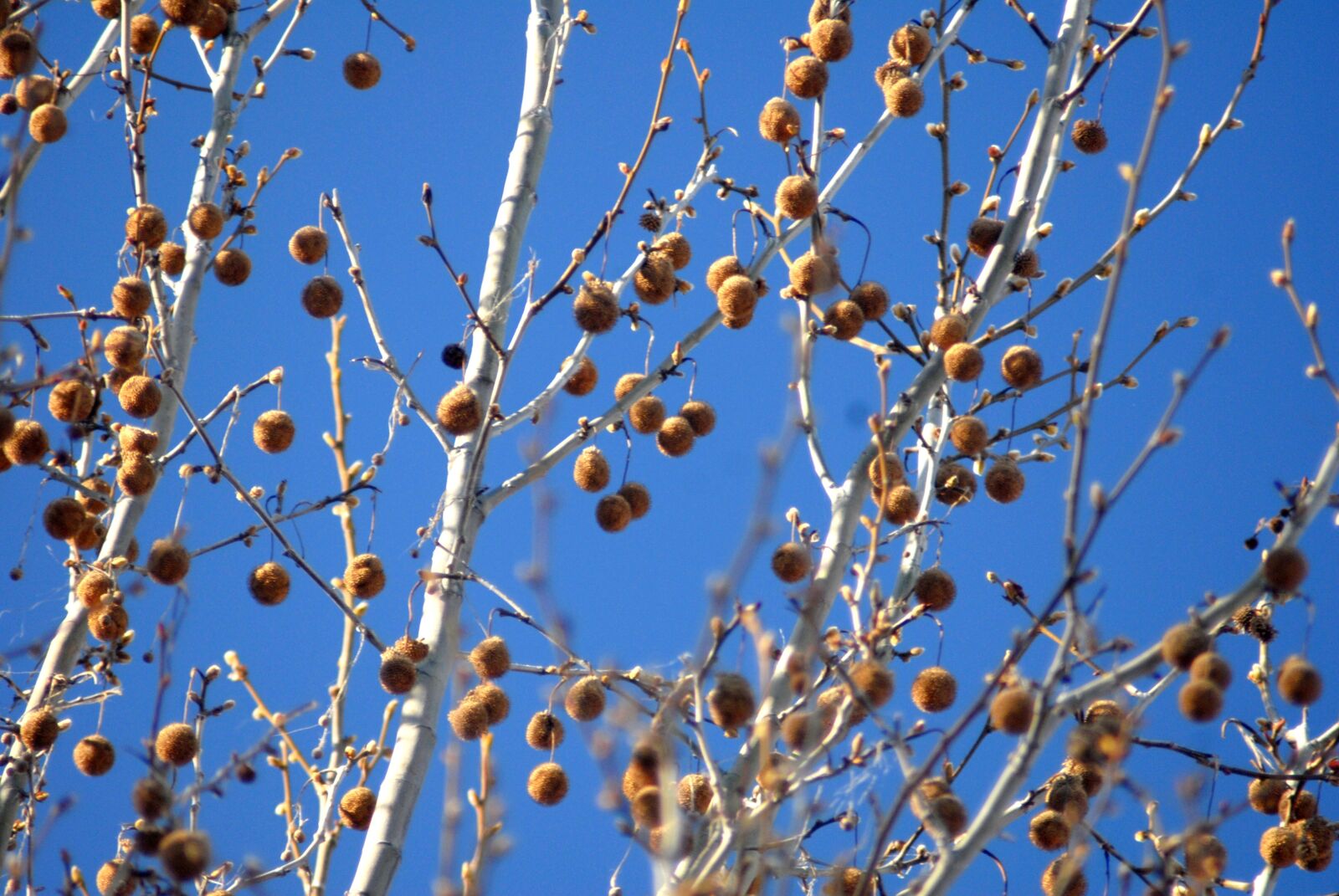 Nikon D200 sample photo. Nature, spring, sycamore photography