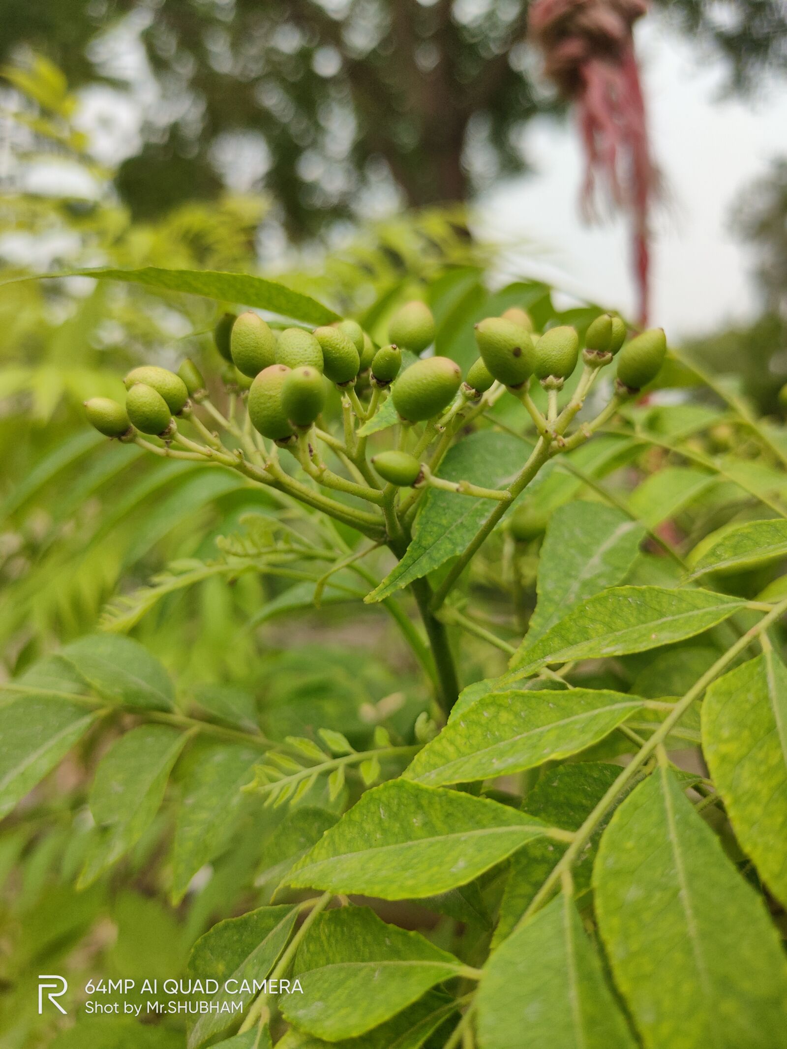 Realme XT sample photo. Leaf, mindful, environment photography