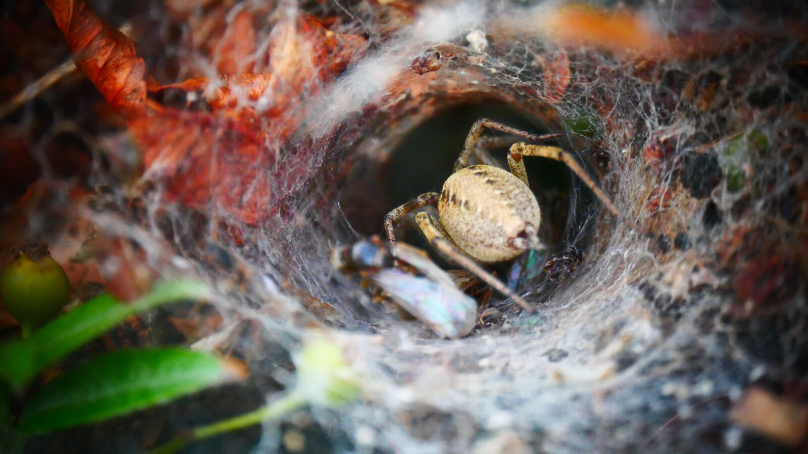 Panasonic Lumix DMC-G85 (Lumix DMC-G80) sample photo. Spin, spider web, prey photography