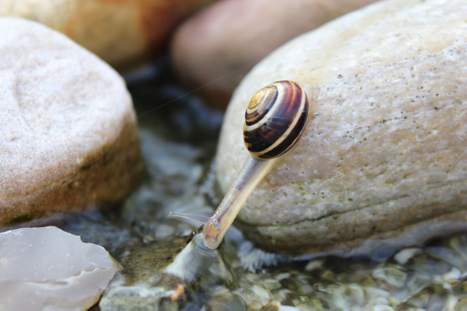 Canon EOS 1200D (EOS Rebel T5 / EOS Kiss X70 / EOS Hi) sample photo. Snail, animal, reptile photography